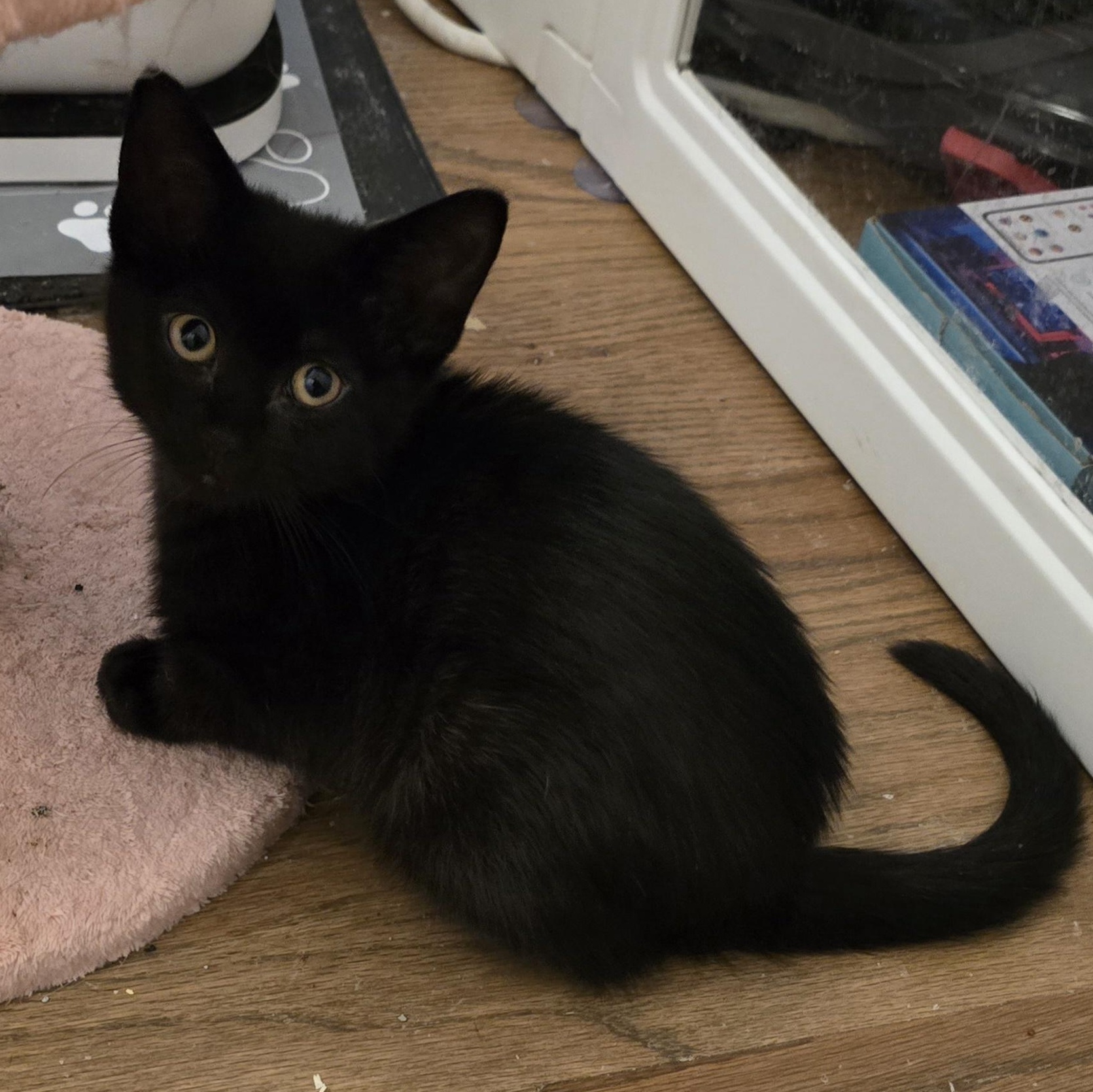Fern, Baby Female Domestic Short Hair