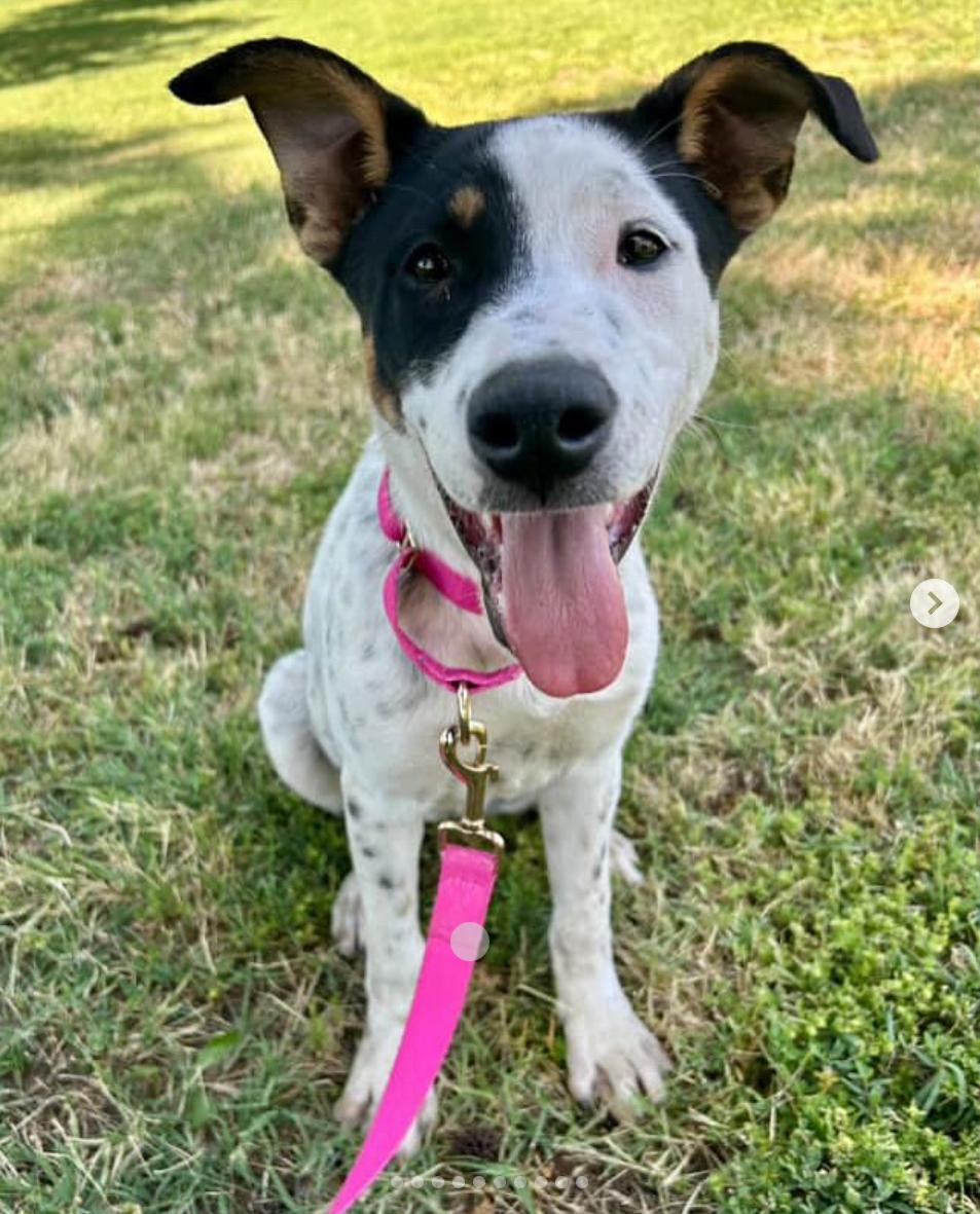 Stella, Adoptable, Young Female Australian Cattle Dog / Blue Heeler & Belgian Shepherd / Malinois.