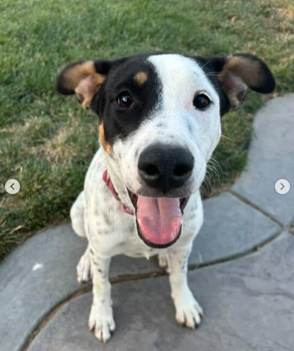 Stella, a Adoptable mixed breed in San Rafael, CA image 2/2