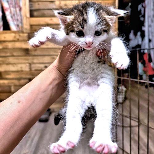 Buck, Adoptable, Kitten Male Tabby.