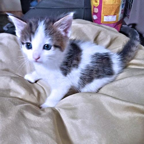 Buck, a Adoptable Tabby in Rutherfordton, NC image 2/2