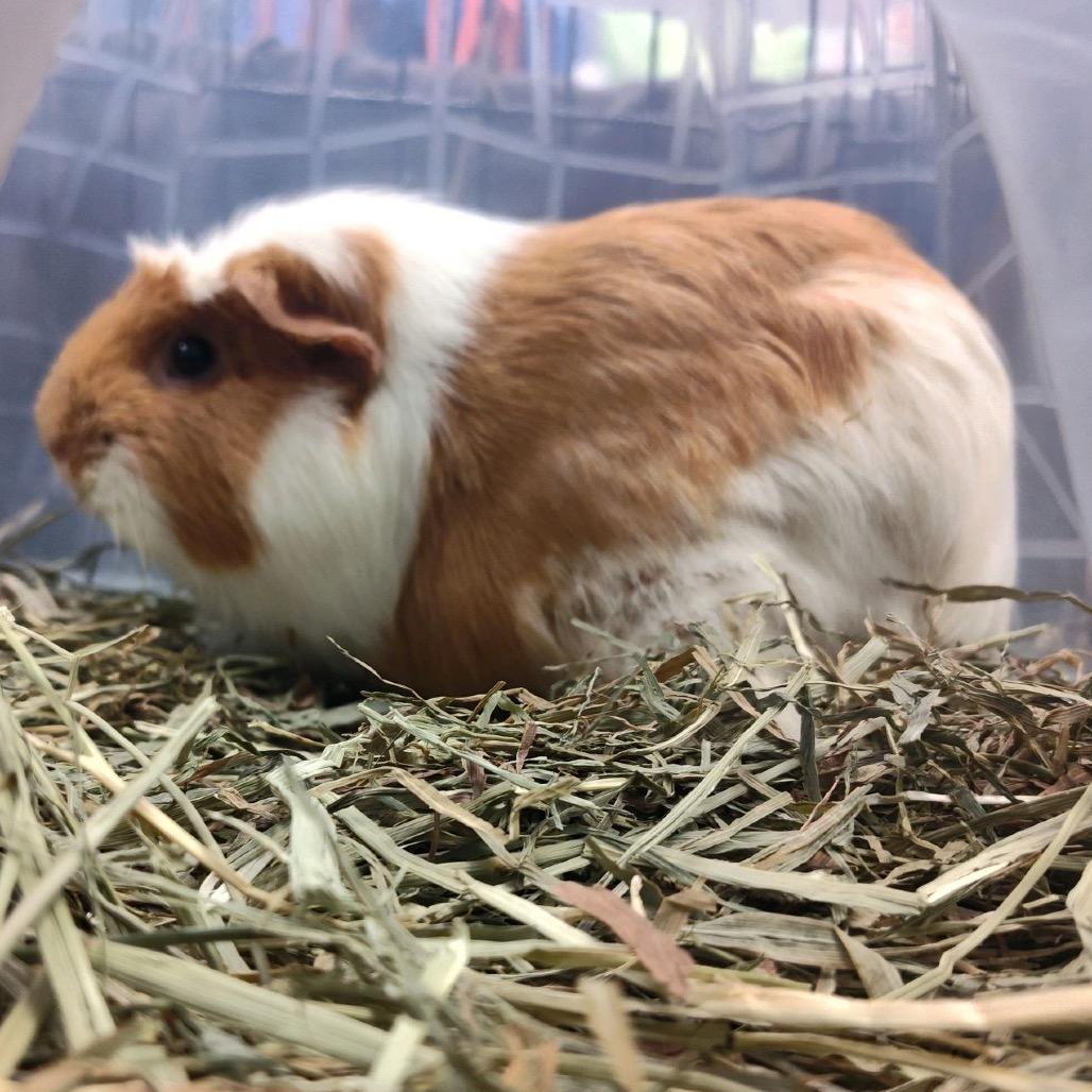 Enlarge Bon, a Adoptable Guinea Pig in Norfolk, NE image 1/1