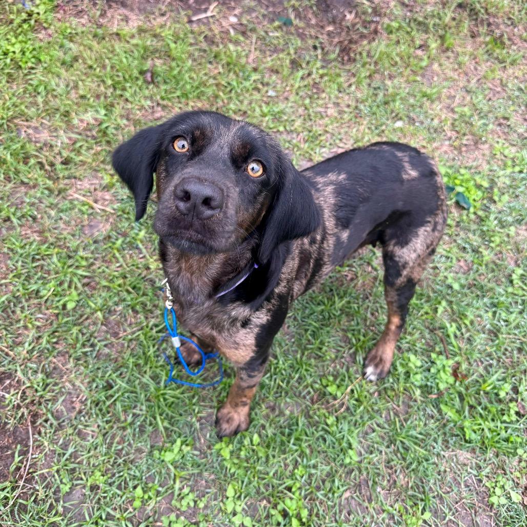 Mama, Adoptable, Young Female Hound.