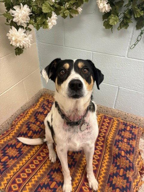 Enlarge Zowey, a Adoptable Australian Cattle Dog / Blue Heeler in Fort Collins, CO image 1/1