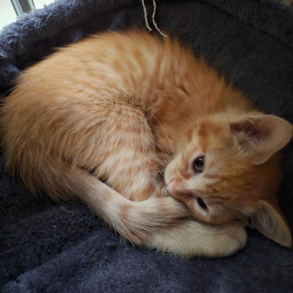 Cinnamon, Adoptable, Kitten Male Domestic Short Hair.