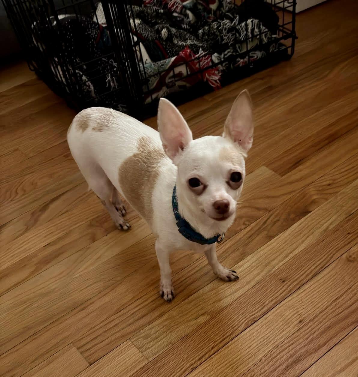 Enlarge Anna, a ADOPTABLE Chihuahua in Williamsburg, VA image 1/1