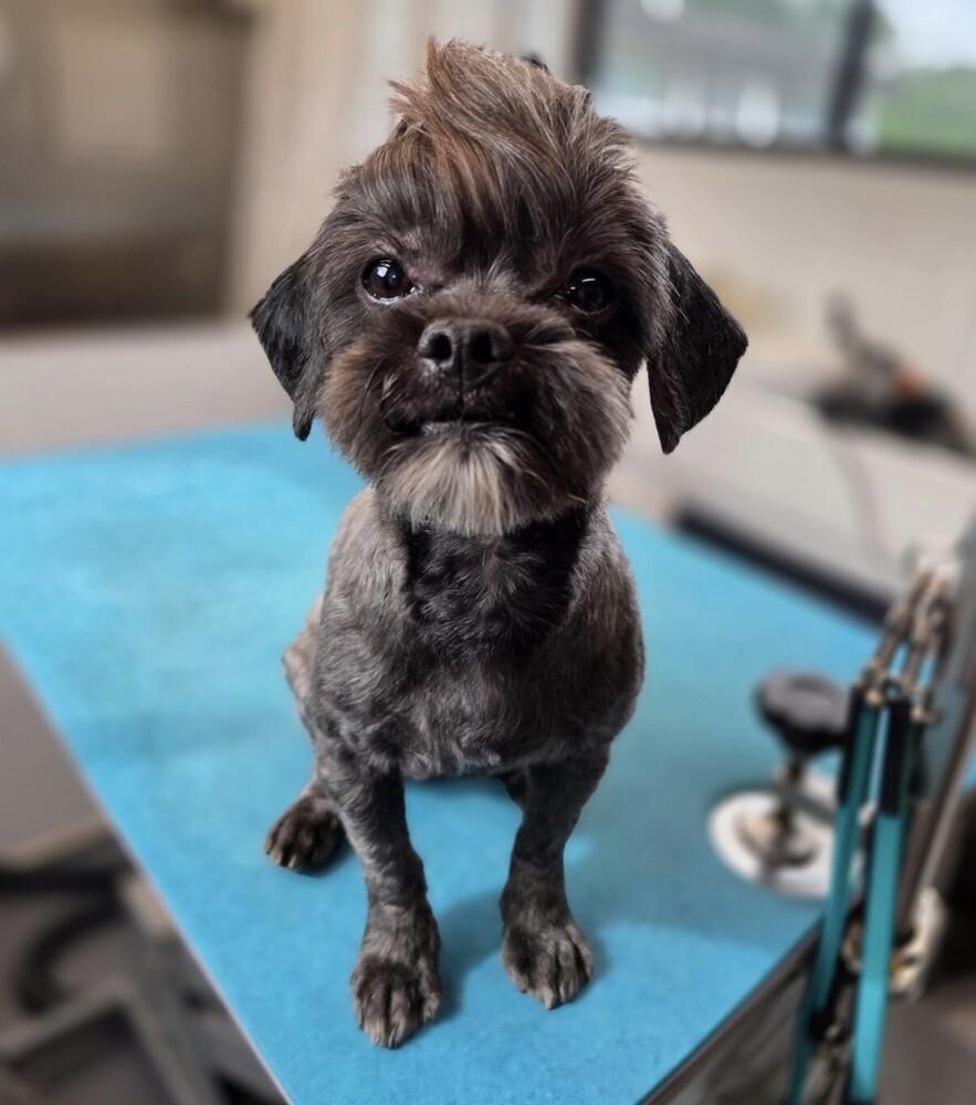 Bandit, Adopted, Adult Male Shih Tzu.