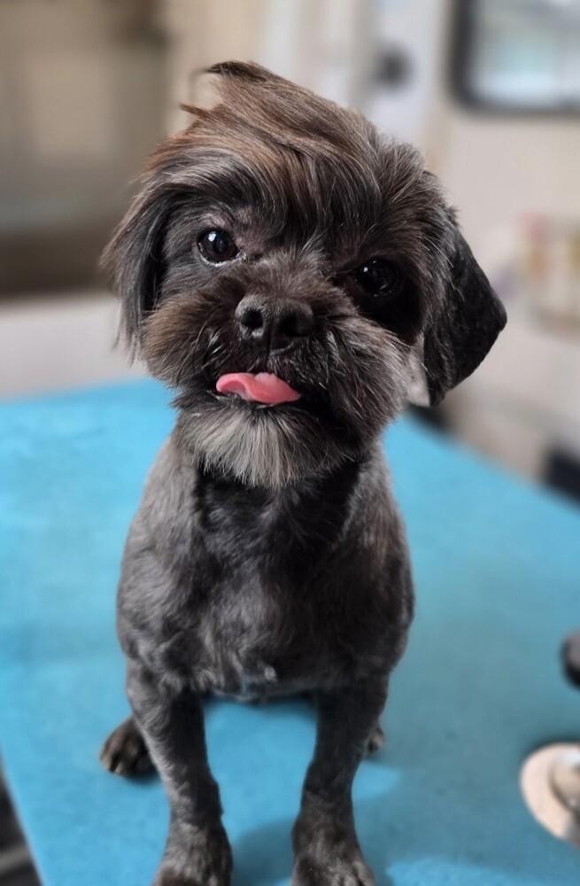 Enlarge Bandit, a Adopted Shih Tzu in Washington, DC image 2/3