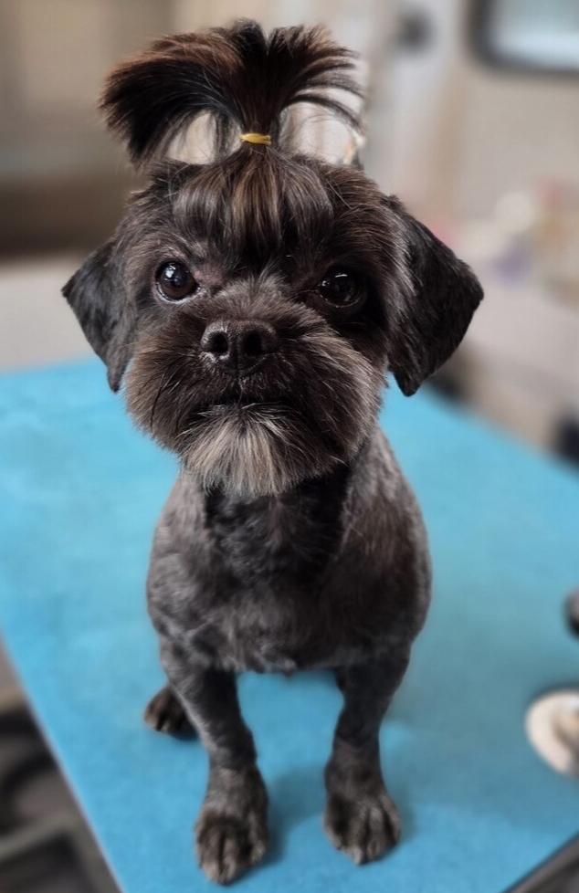 Enlarge Bandit, a Adopted Shih Tzu in Washington, DC image 3/3