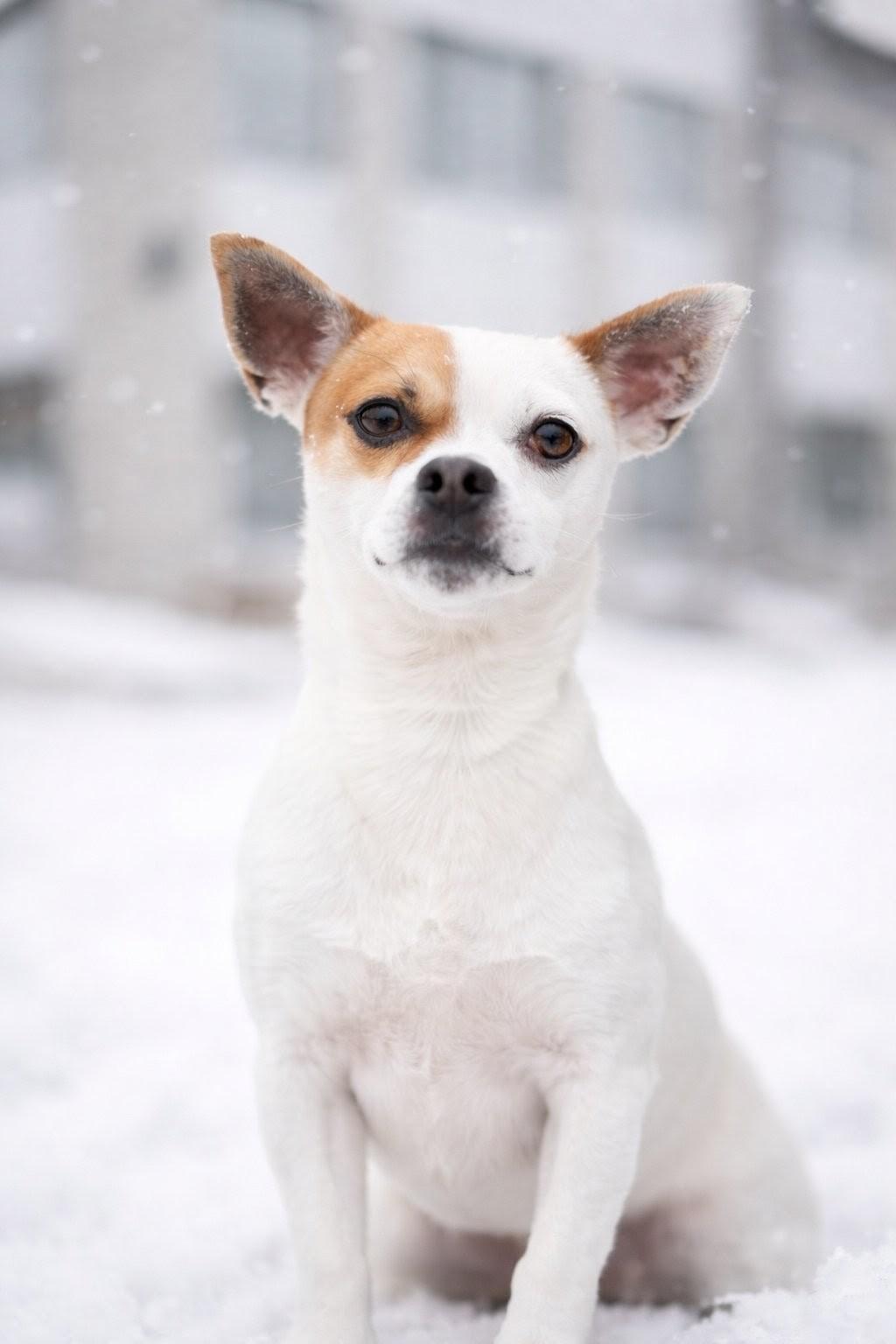 Enlarge North Star, an adopted Mixed Breed in Vaudreuil-Dorion, QC image 1/5