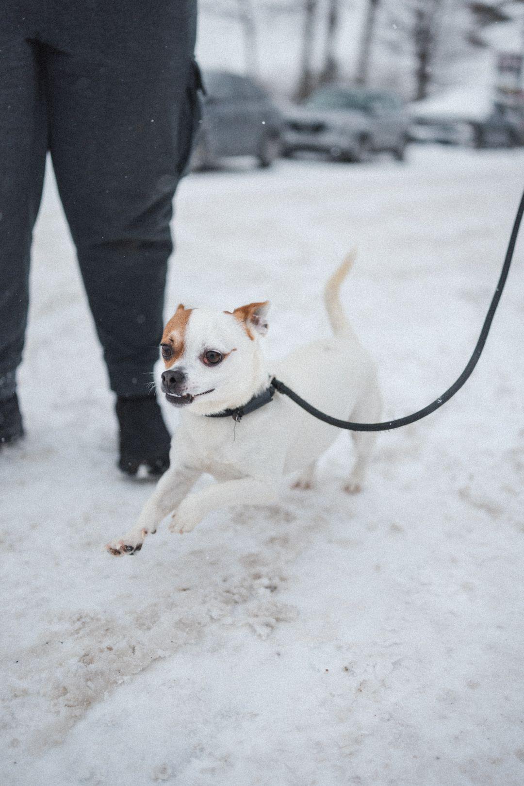 Enlarge North Star, a Adoptable Mixed Breed in Vaudreuil-Dorion, QC image 3/4