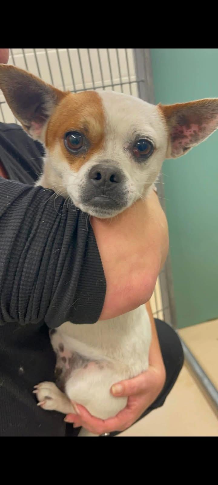 Enlarge North Star, a Adoptable Mixed Breed in Vaudreuil-Dorion, QC image 1/1