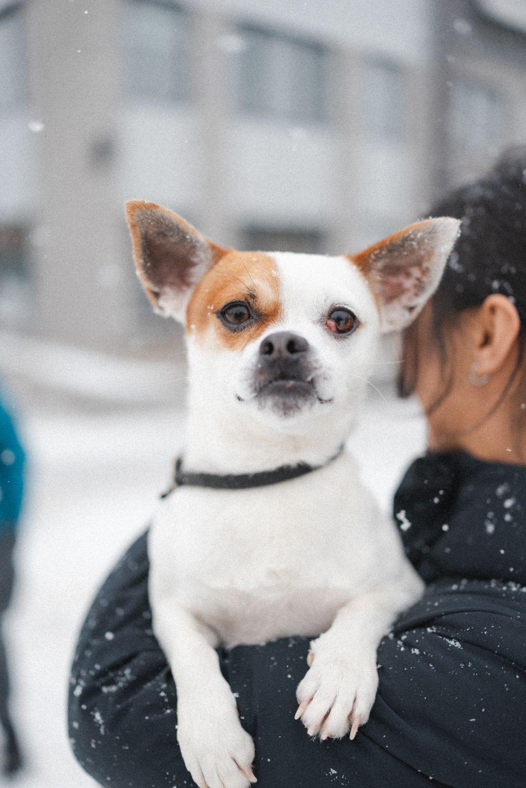Enlarge North Star, a Adoptable Mixed Breed in Vaudreuil-Dorion, QC image 1/4