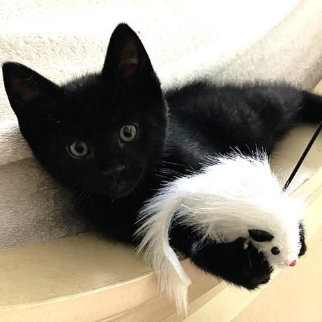 Enlarge Cosmo - Darling Kitten, a ADOPTABLE Bombay in Hoquiam, WA image 3/3