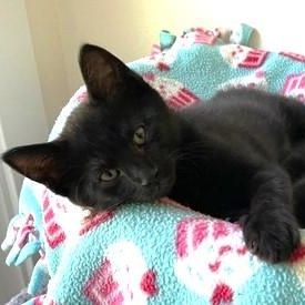 Enlarge Cosmo - Darling Kitten, a ADOPTABLE Bombay in Hoquiam, WA image 2/3