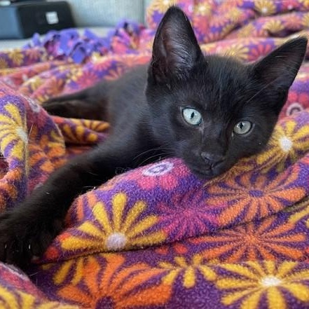 Enlarge Cosmo - Darling Kitten, a ADOPTABLE Bombay in Hoquiam, WA image 1/3
