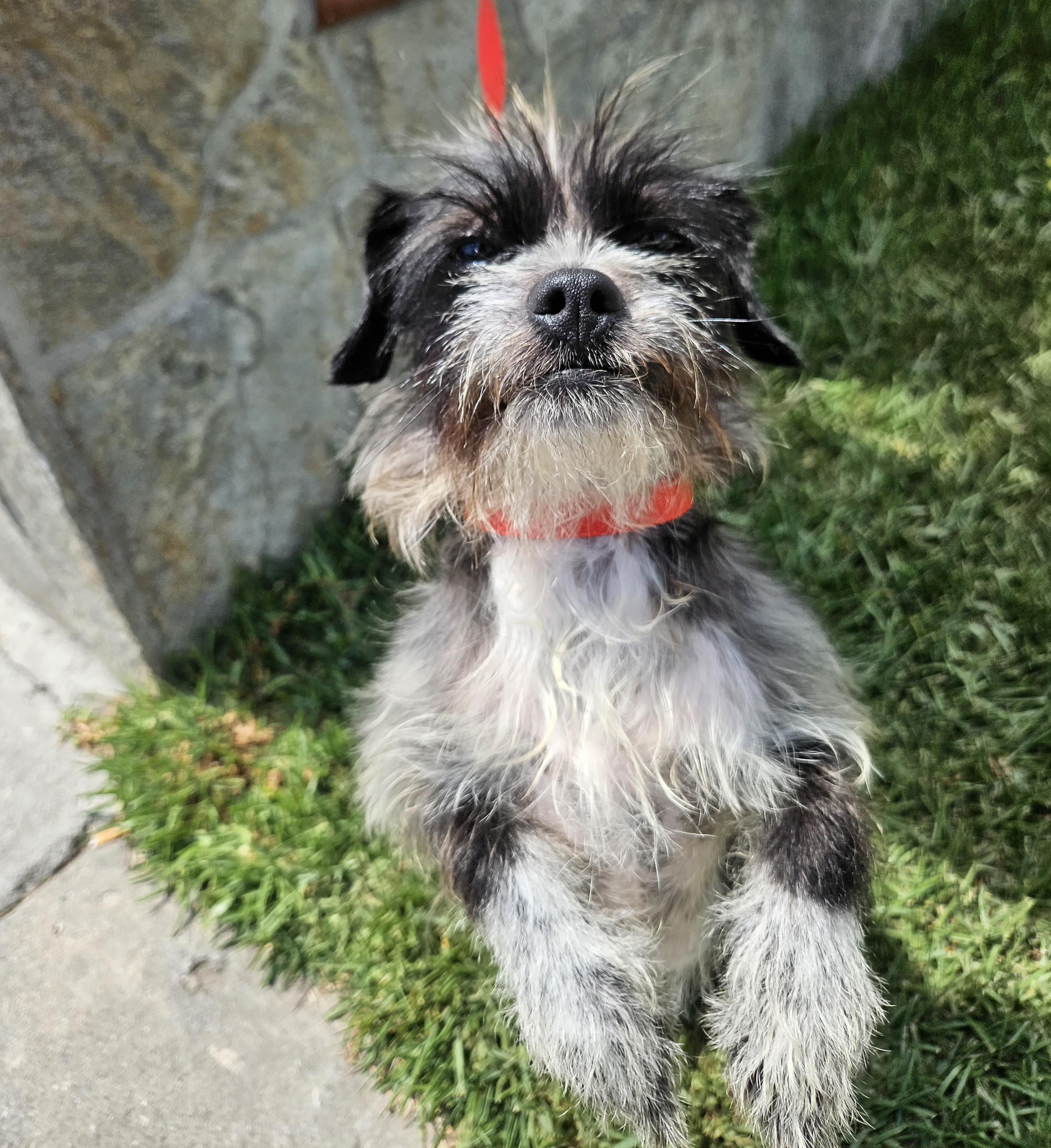Terry Terrier Dog