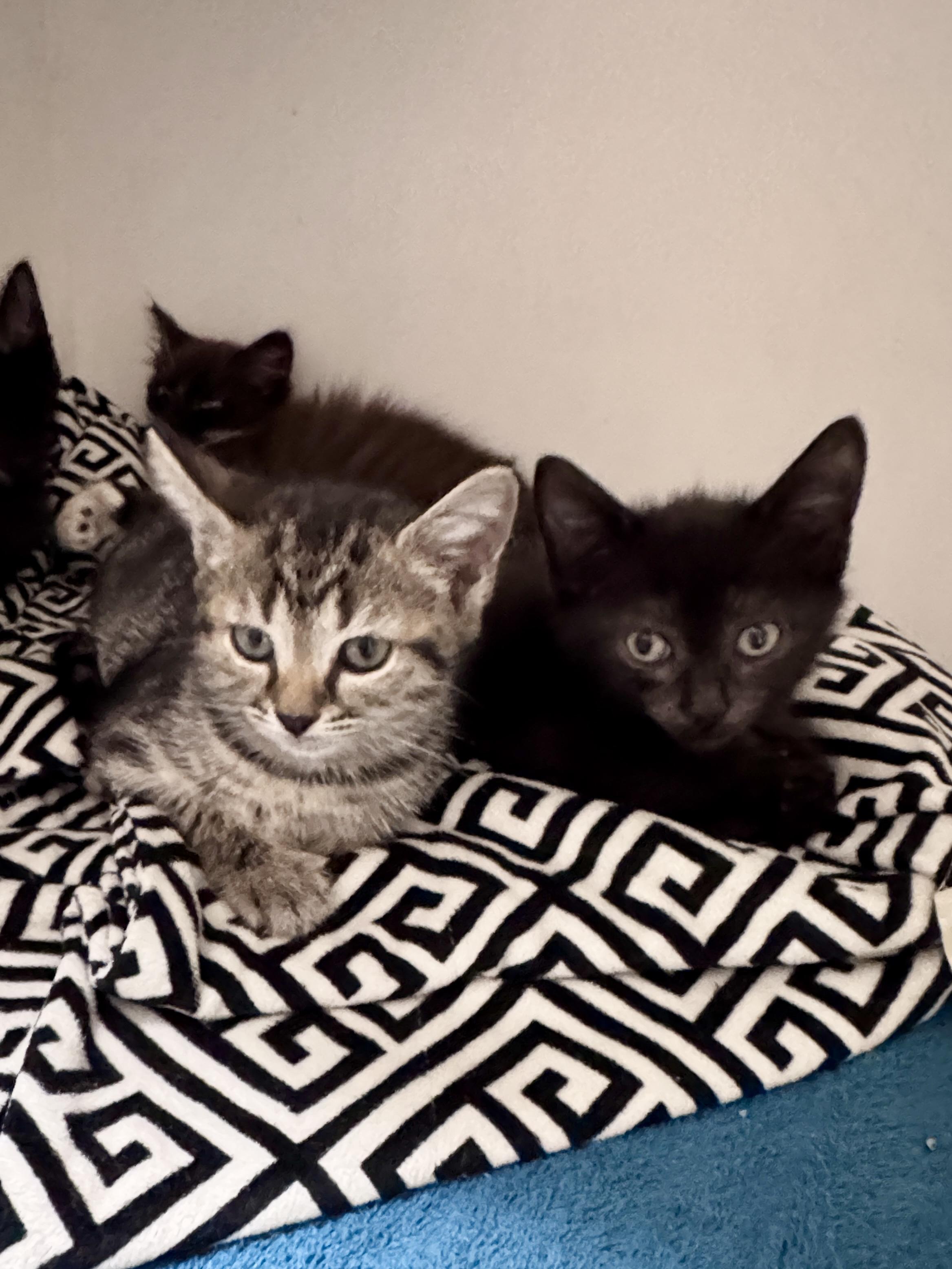 Enlarge Cilantro, a Adopted Tabby in Gainesville, FL image 2/3