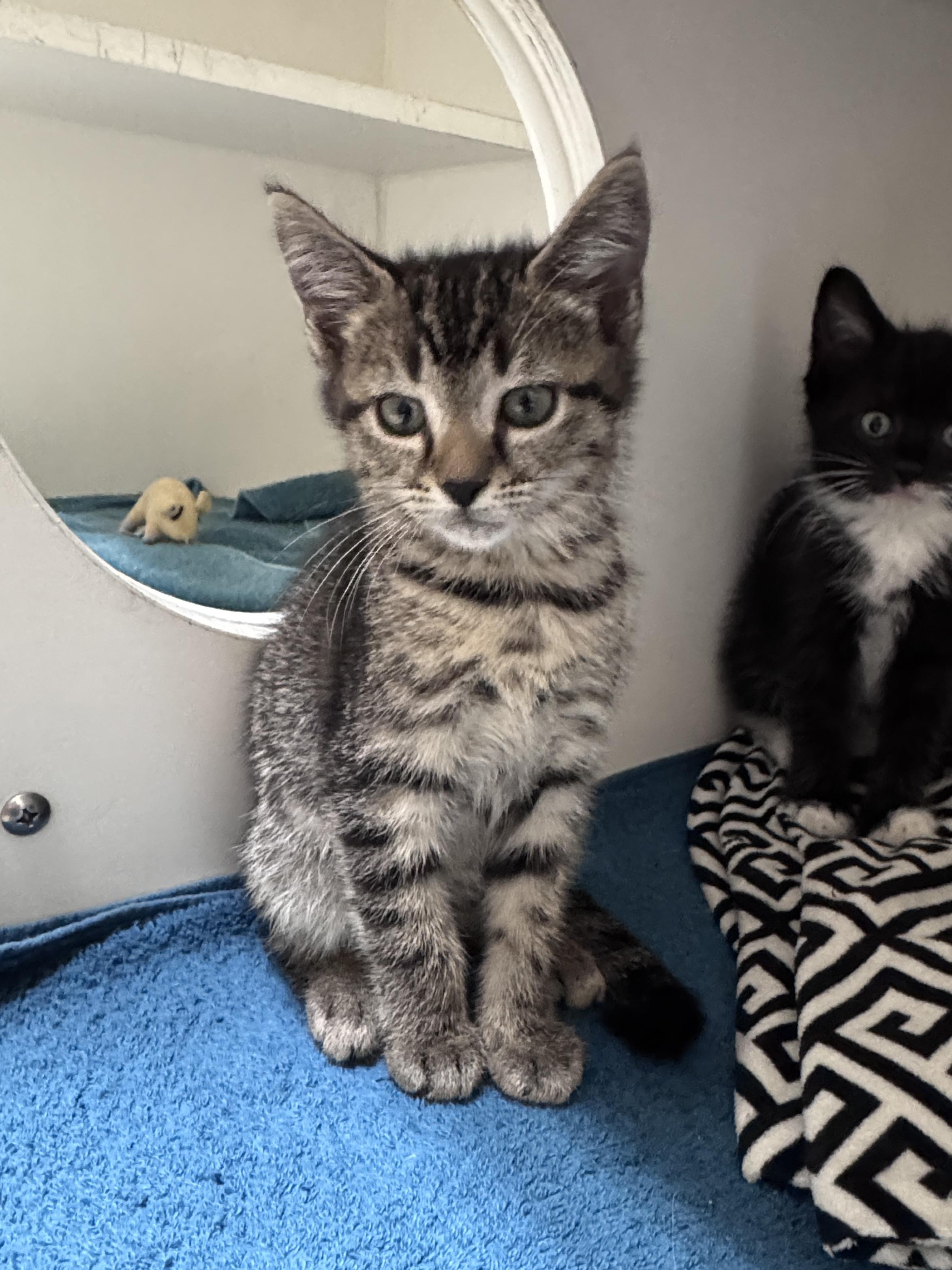 Enlarge Cilantro, a Adopted Tabby in Gainesville, FL image 1/3
