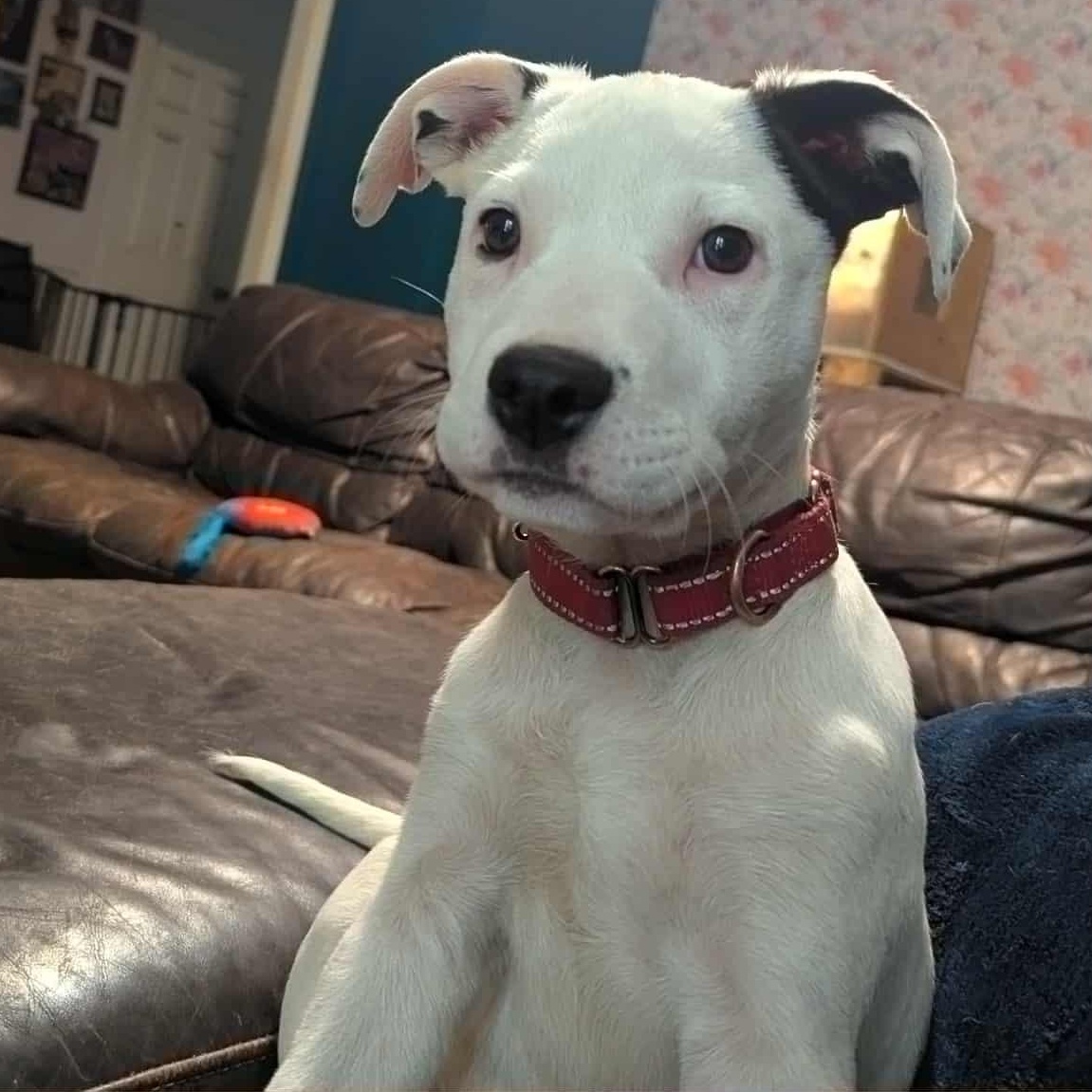 Puppy Man, Baby Male Pit Bull Terrier