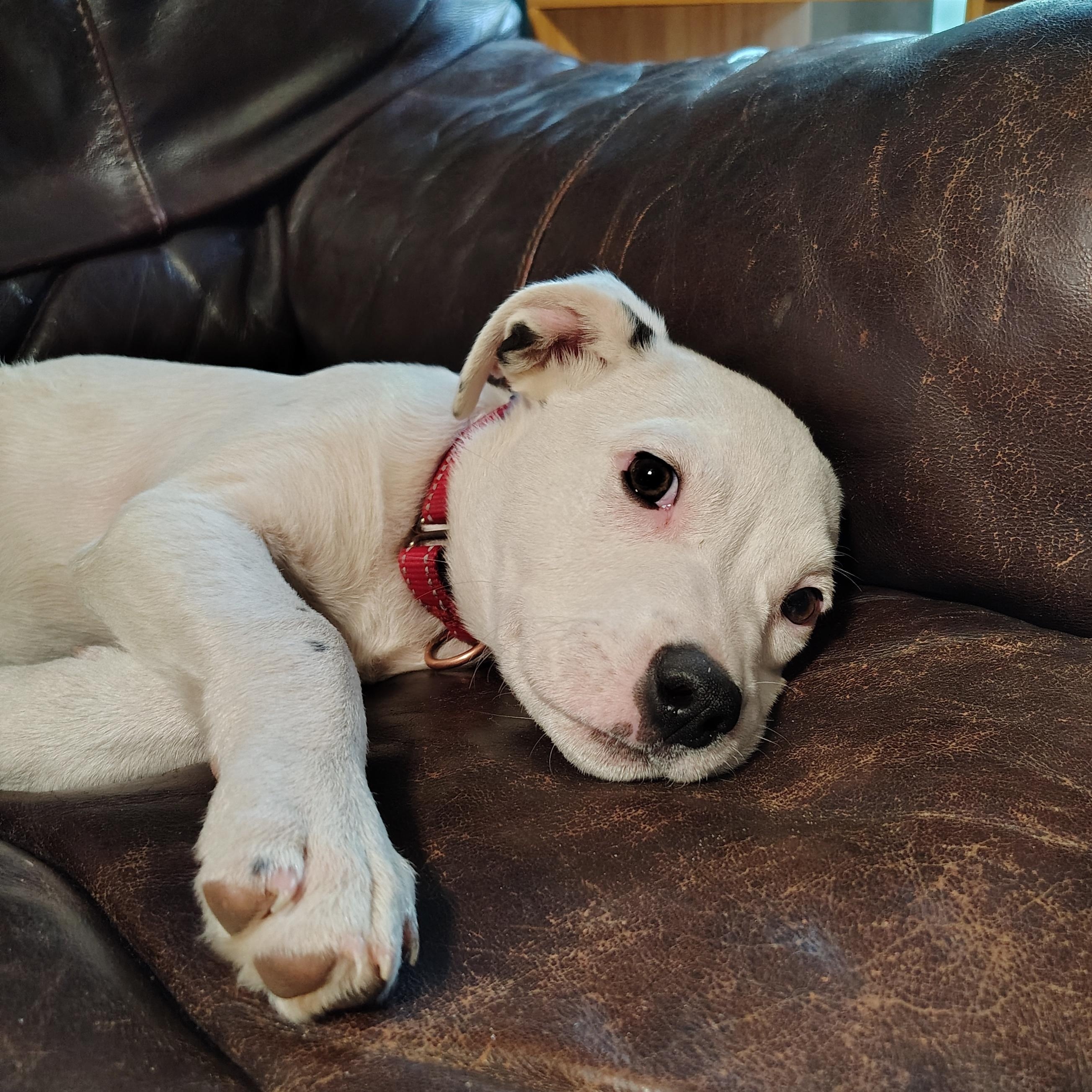 Puppy Man photo 4