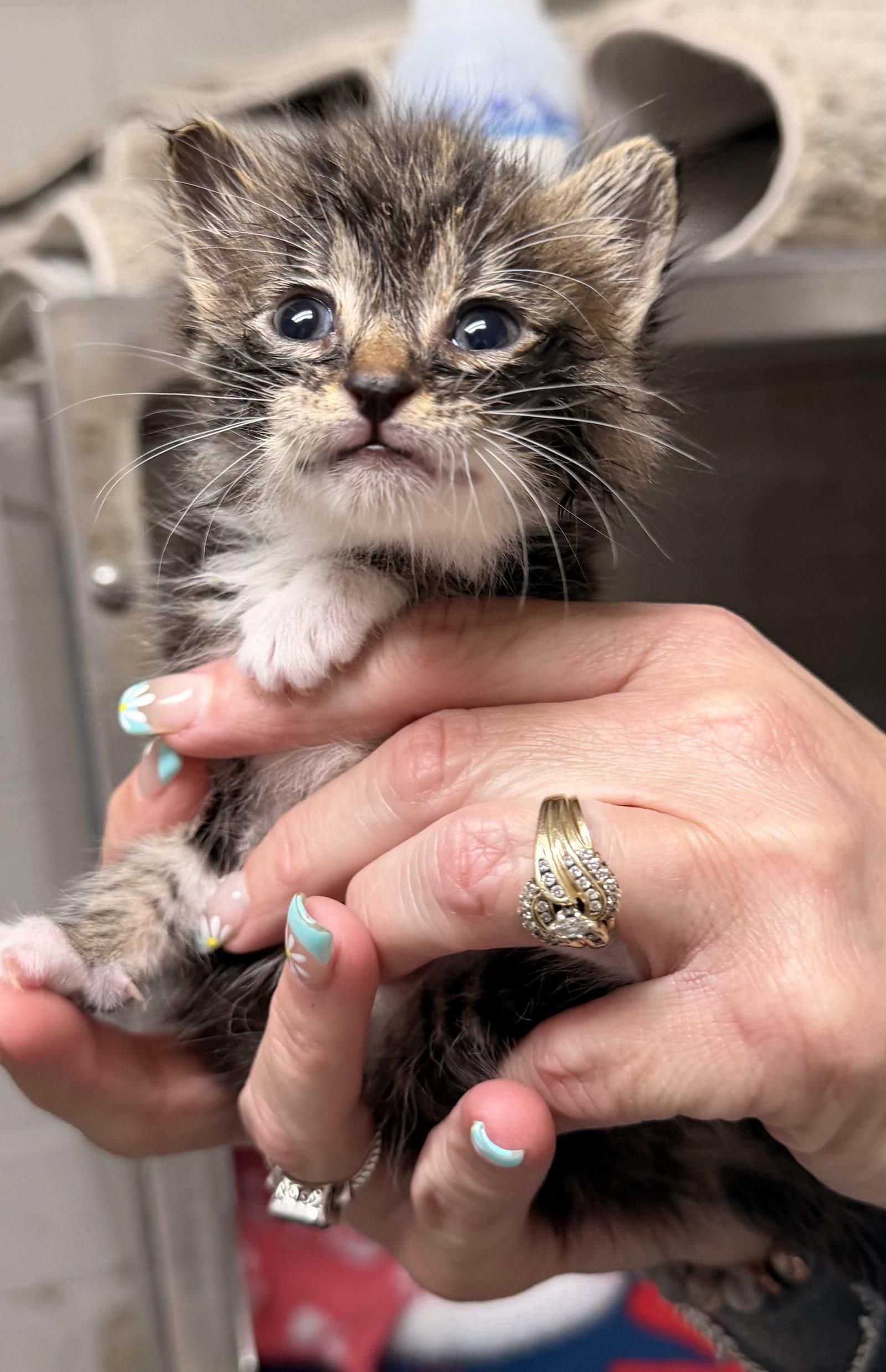 Maki, Adoptable, Kitten Female Domestic Short Hair.