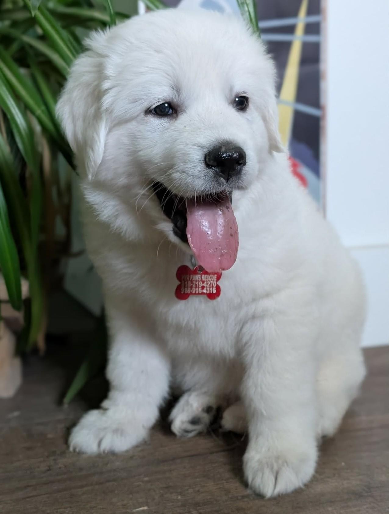 Celeste, a ADOPTABLE Great Pyrenees in Kiowa, OK image 1/6