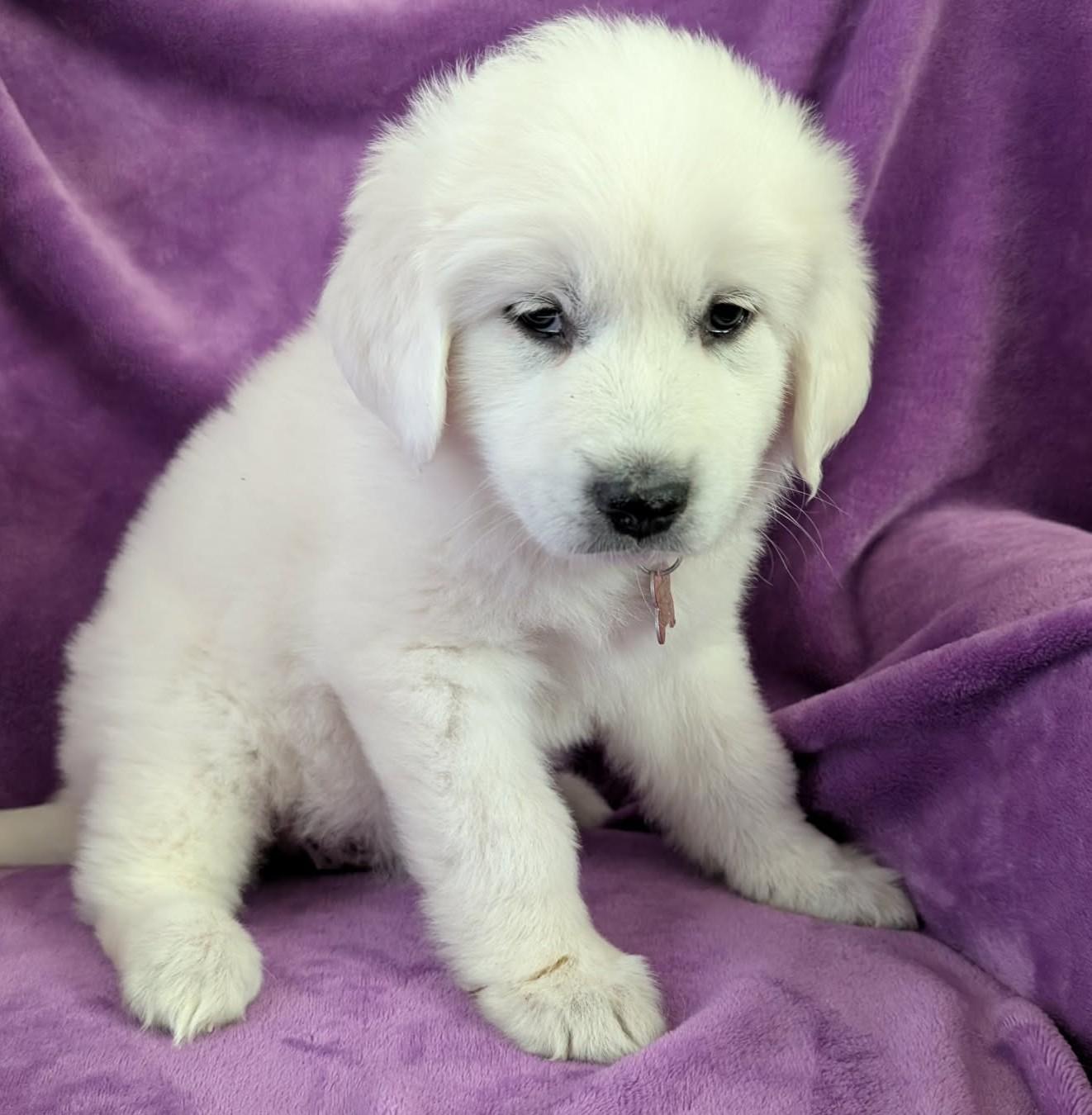 Celeste, a ADOPTABLE Great Pyrenees in Kiowa, OK image 6/6