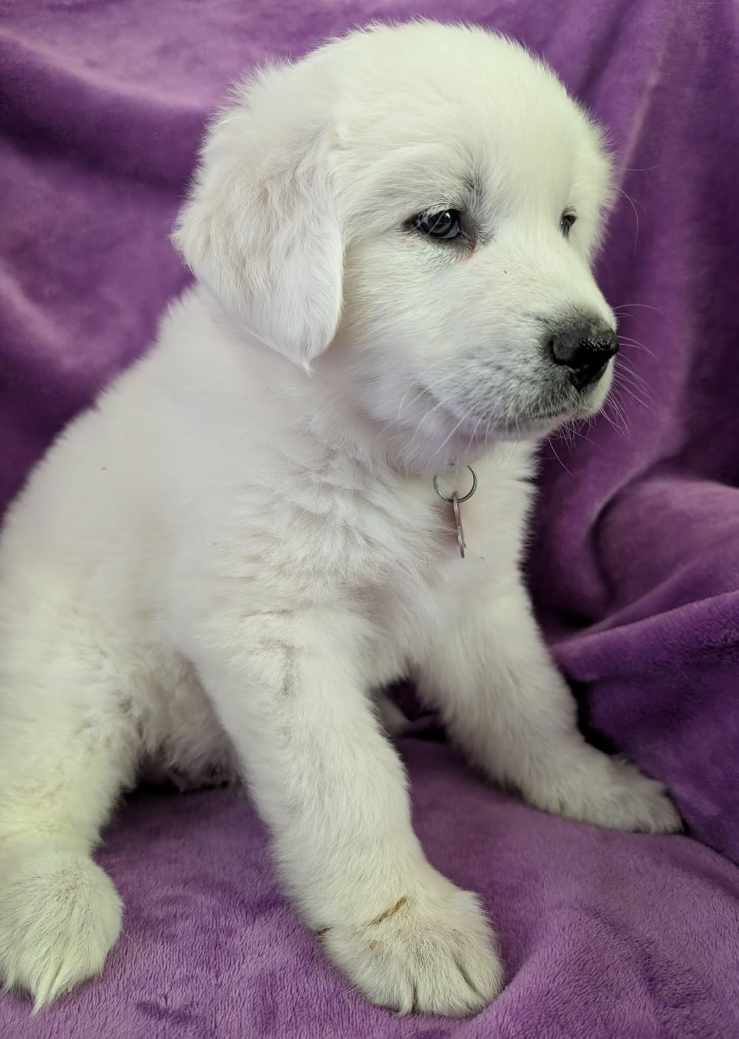 Celeste, a ADOPTABLE Great Pyrenees in Kiowa, OK image 4/6