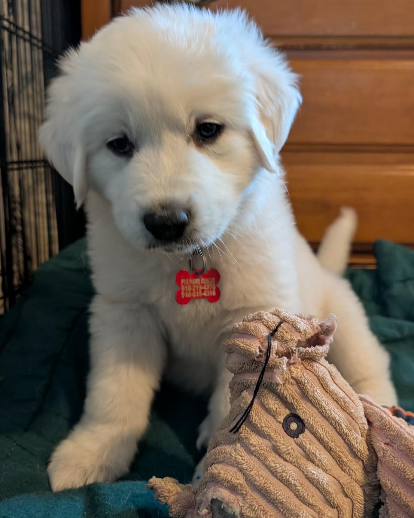 Celeste, a ADOPTABLE Great Pyrenees in Kiowa, OK image 5/6