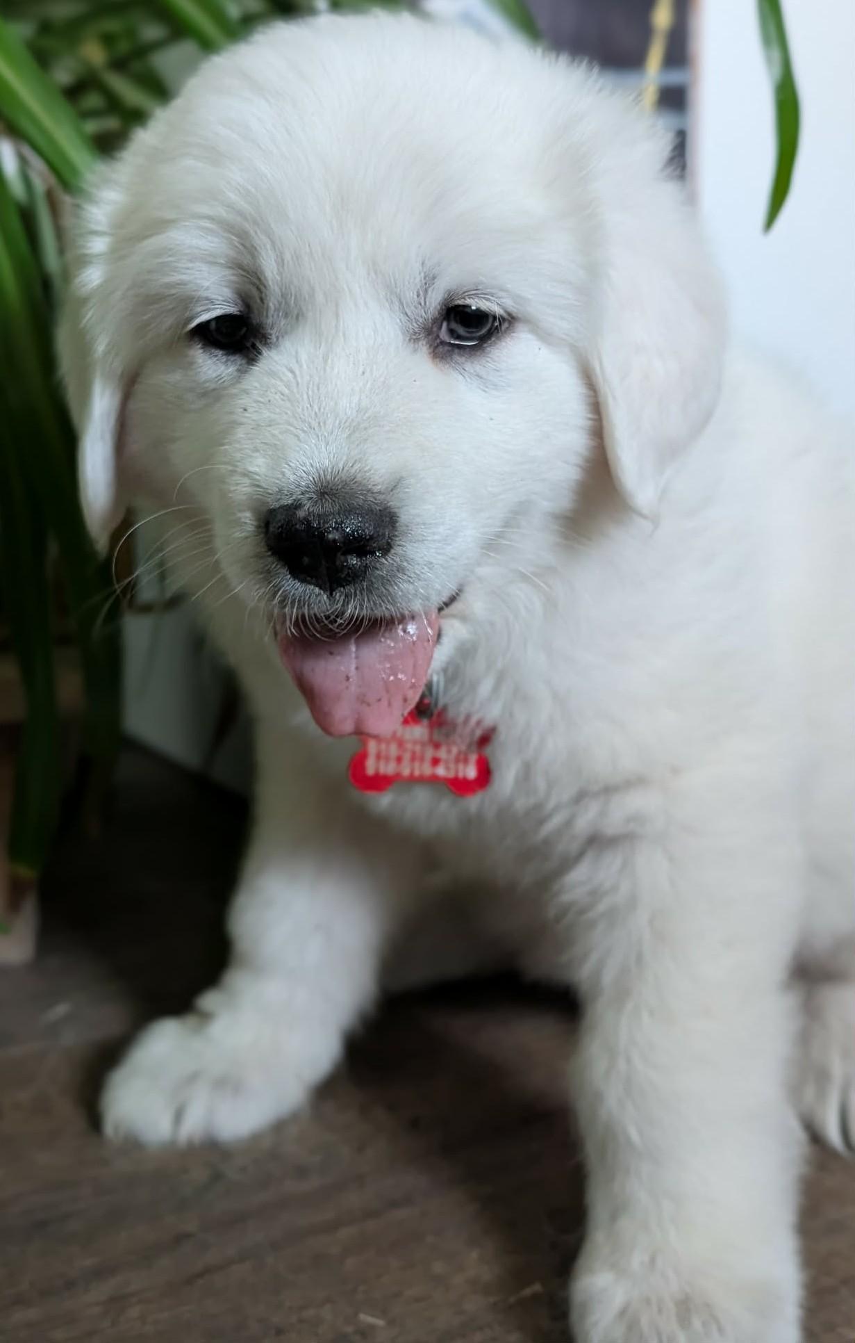 Celeste, a ADOPTABLE Great Pyrenees in Kiowa, OK image 2/6