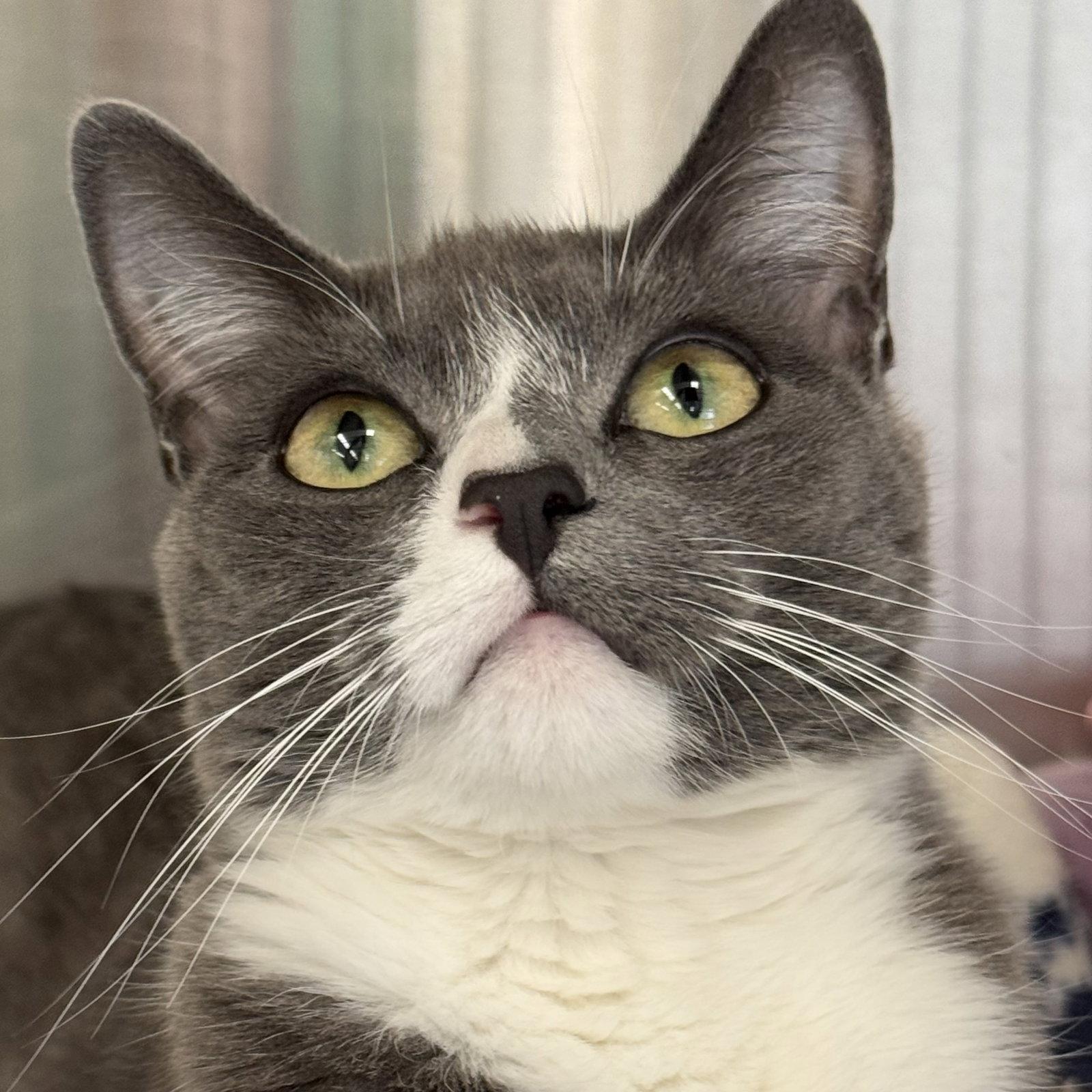 Roxy, Adoptable, Young Female Domestic Short Hair.