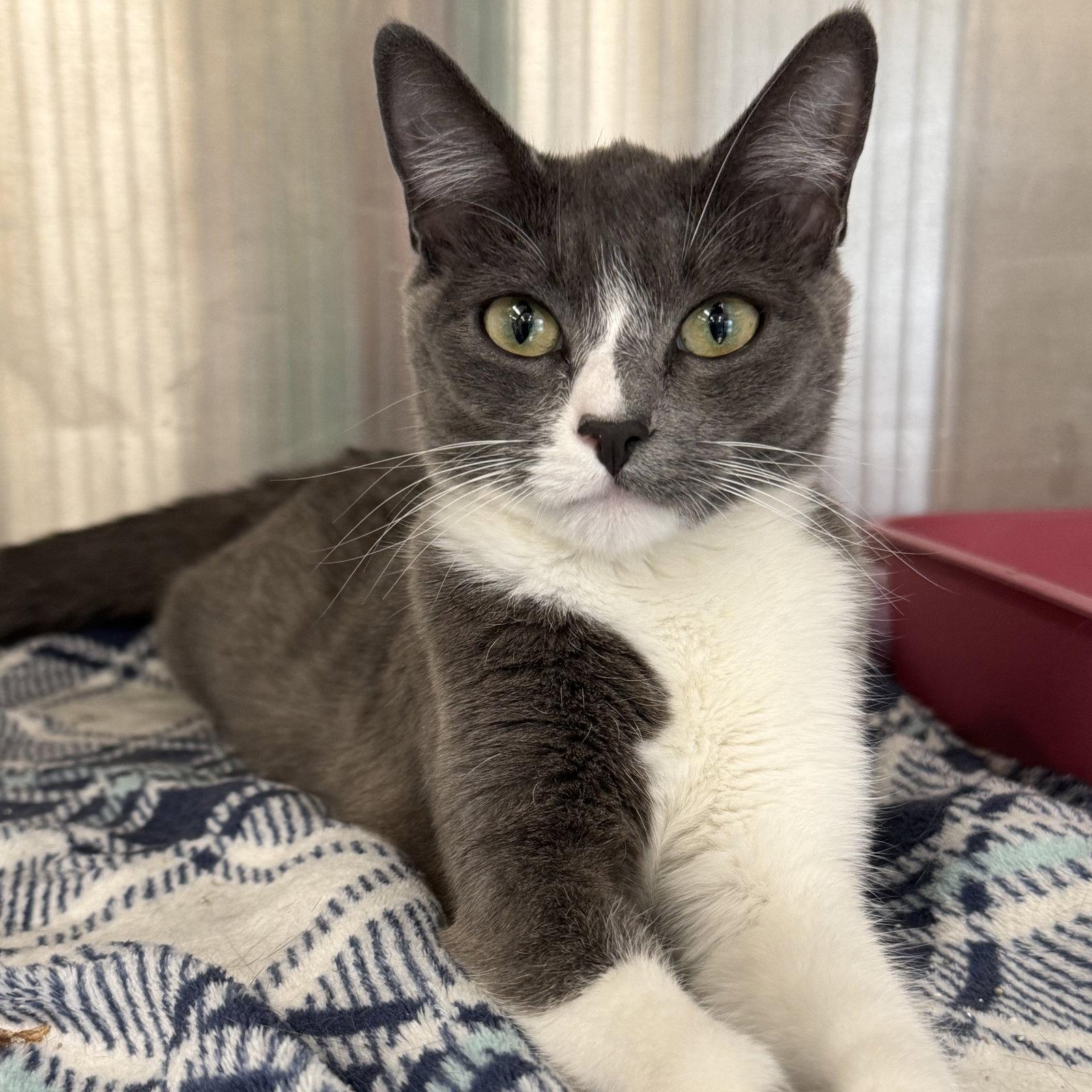 Roxy, a Adoptable Domestic Short Hair in Winchendon, MA image 2/2