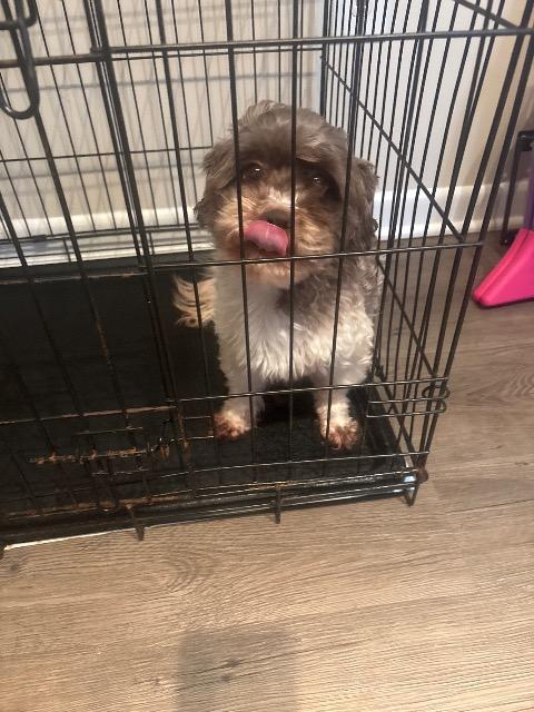 Oreo, Adoptable, Adult Male Shih Tzu.