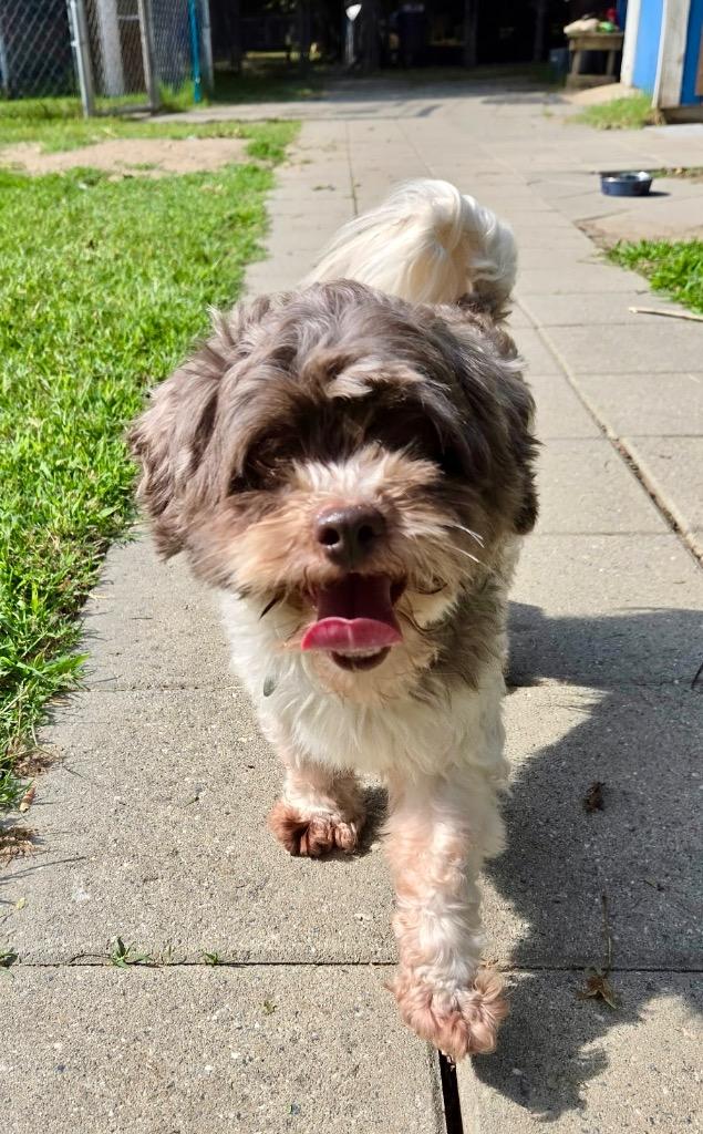 Enlarge Oreo, a Adoptable Shih Tzu in Hampton, VA image 2/2