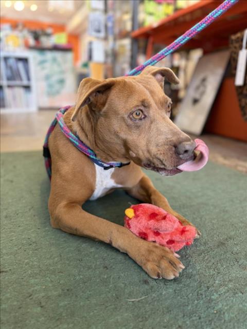 MIVVIE**, Adoptable, Adult Female Pit Bull Terrier & Mixed Breed.