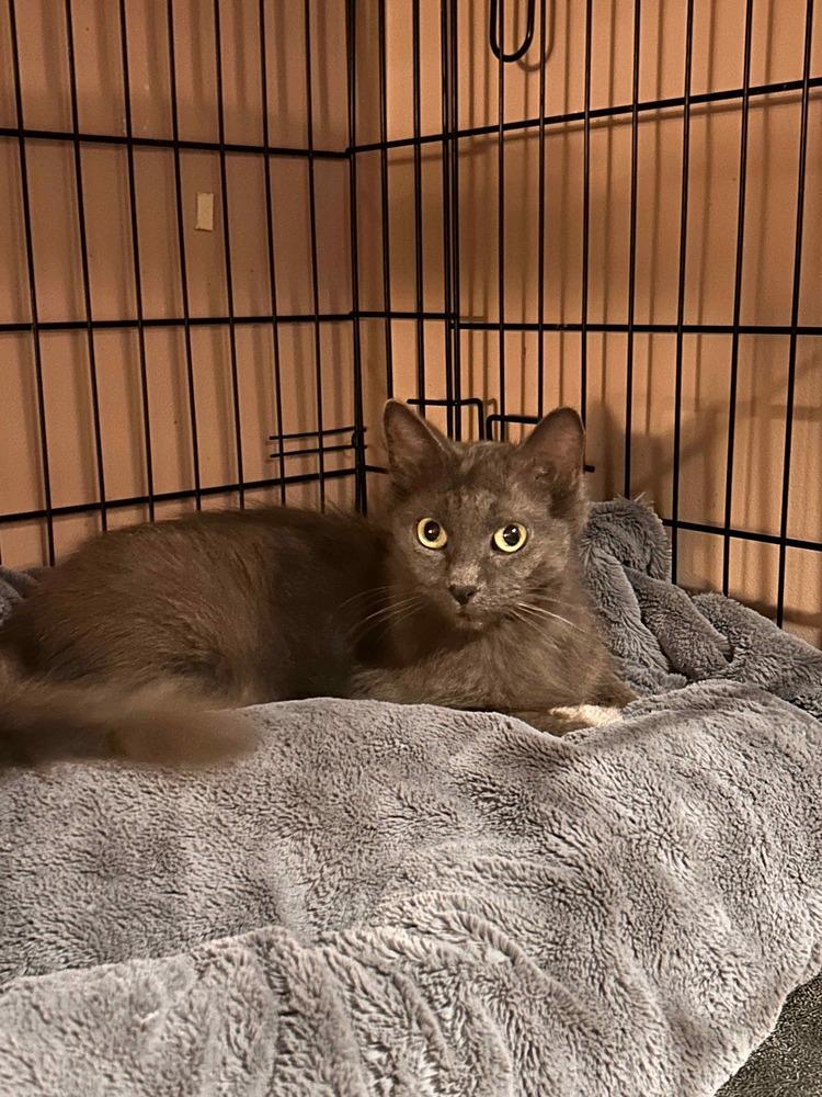 Enlarge Ashlea Sh., a Adoptable Domestic Medium Hair in Peoria, IL image 1/1