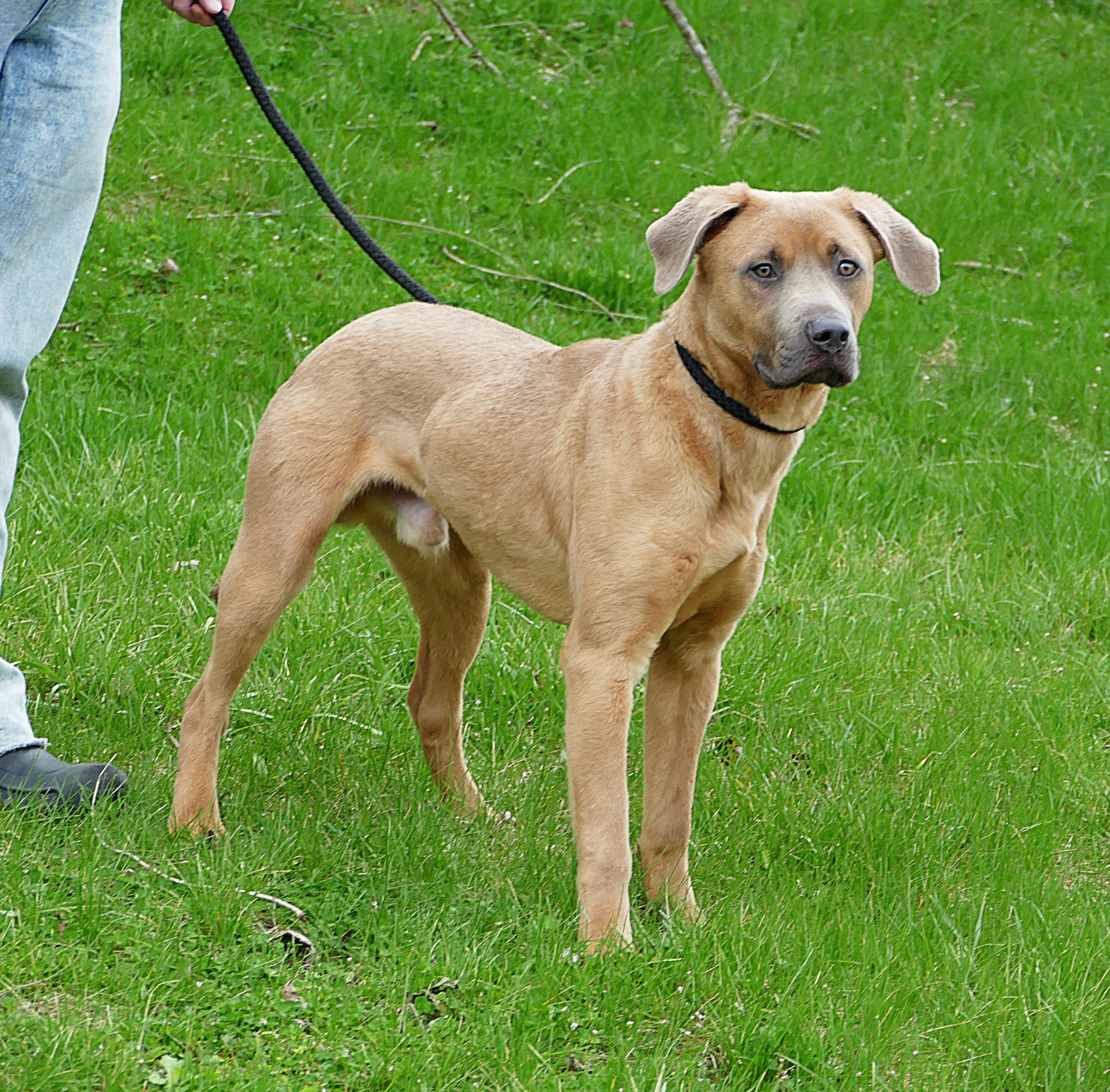 Enlarge SPIKE, a ADOPTABLE mixed breed in Beechbottom, WV image 3/6