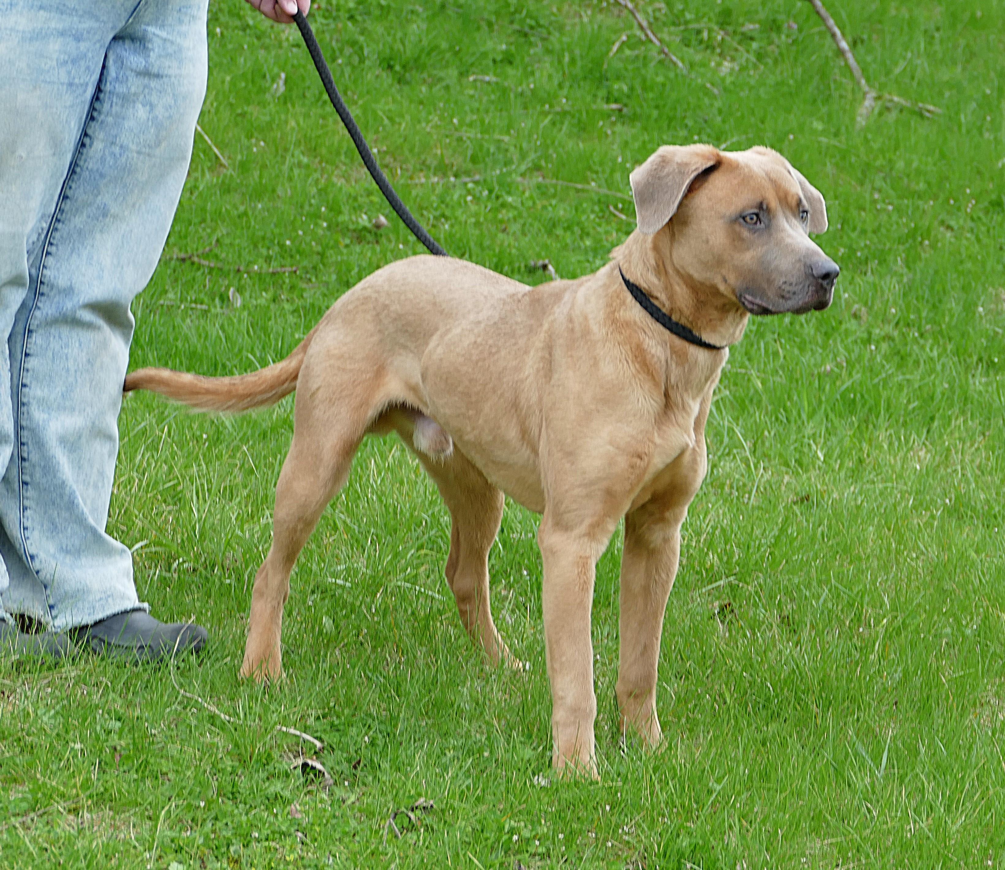 Enlarge SPIKE, a ADOPTABLE mixed breed in Beechbottom, WV image 4/6