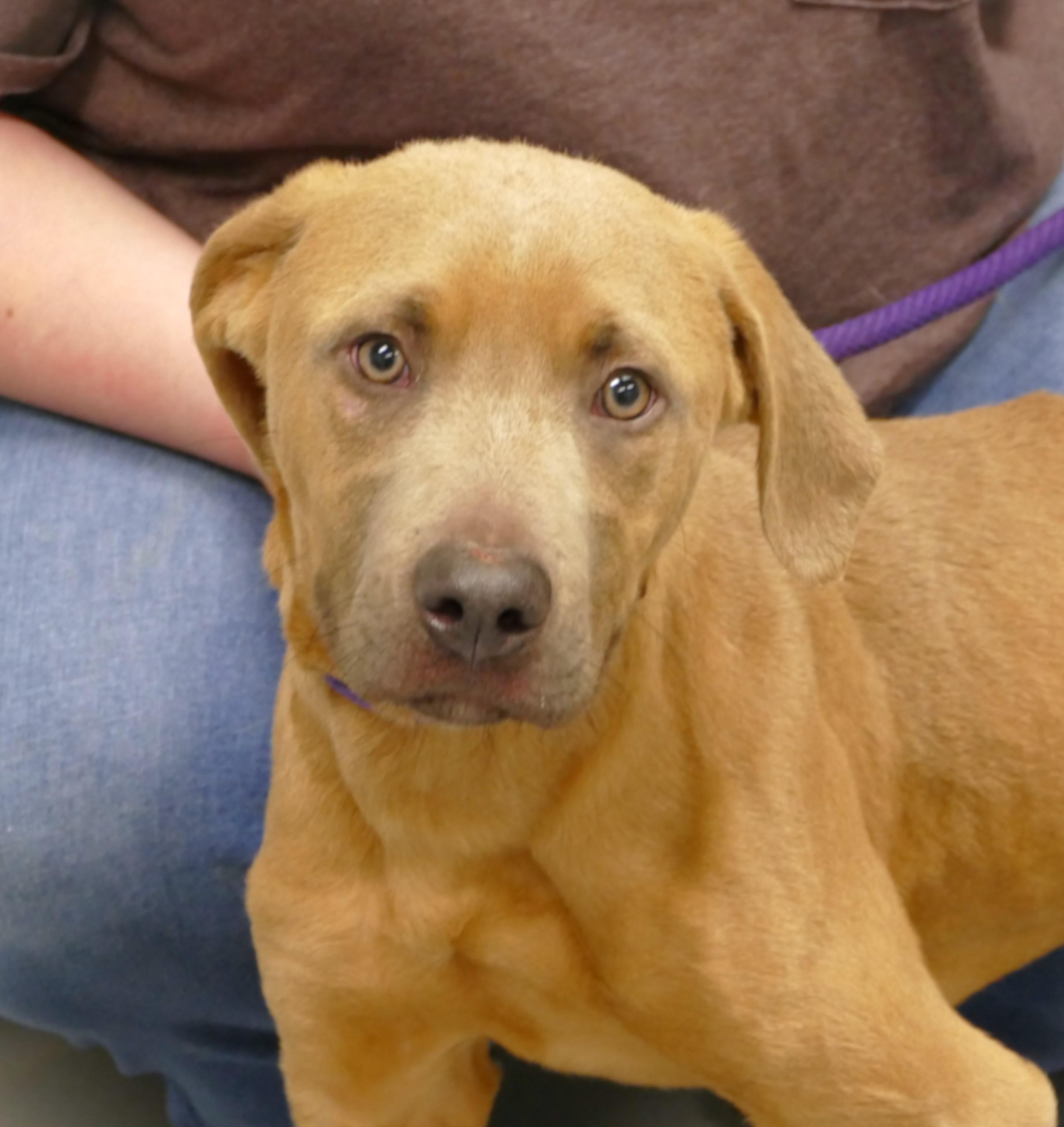 SPIKE, ADOPTABLE, Young Male Retriever.