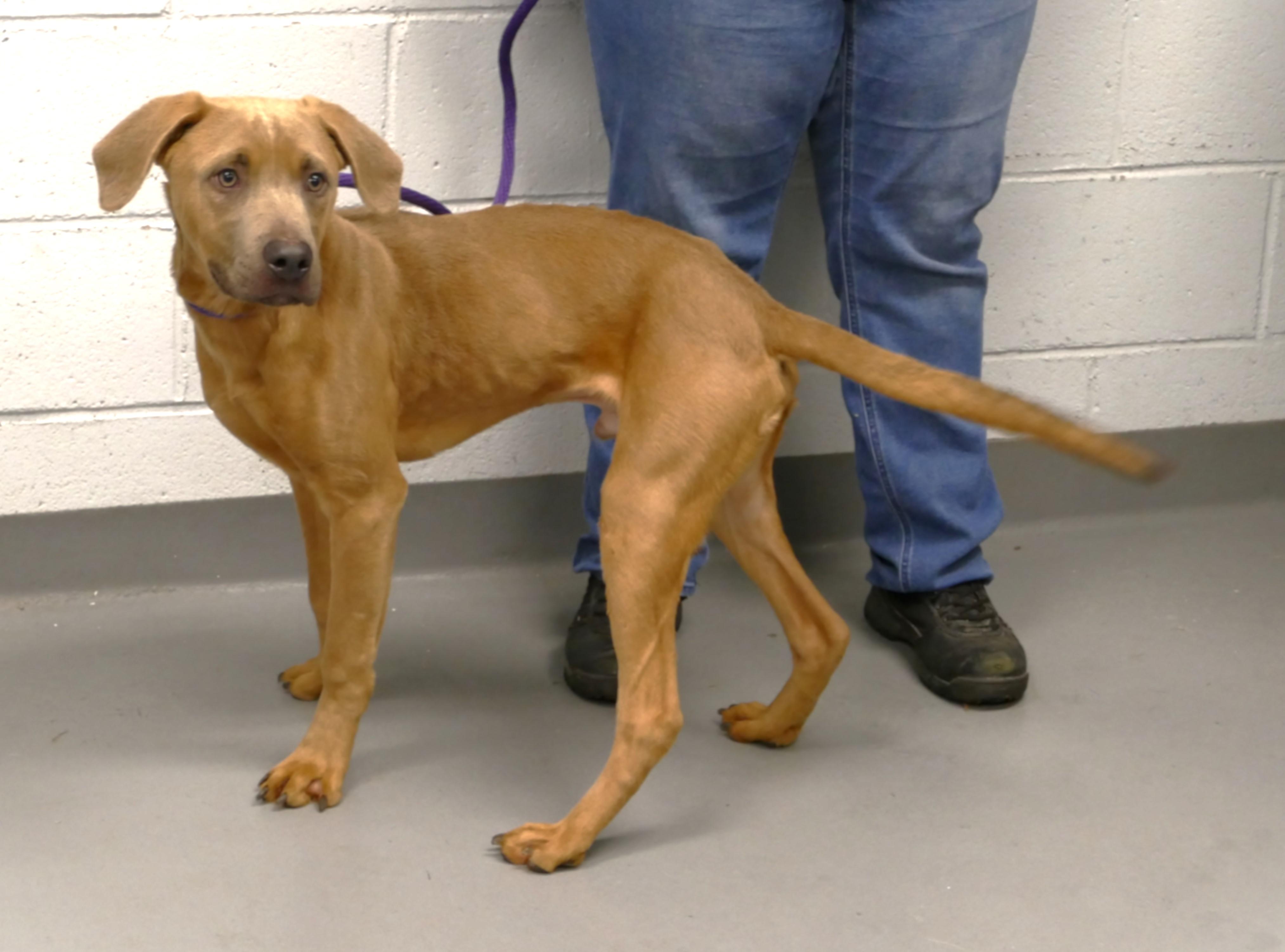 SPIKE, a ADOPTABLE mixed breed in Beechbottom, WV image 3/6