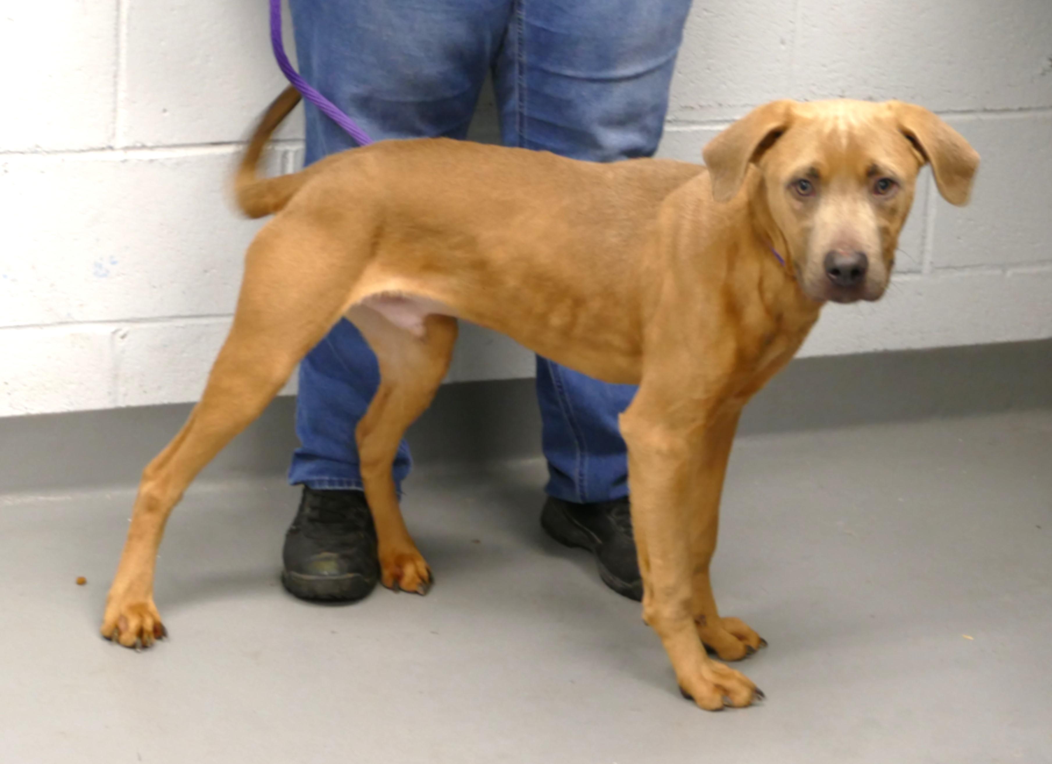 SPIKE, a ADOPTABLE mixed breed in Beechbottom, WV image 2/6