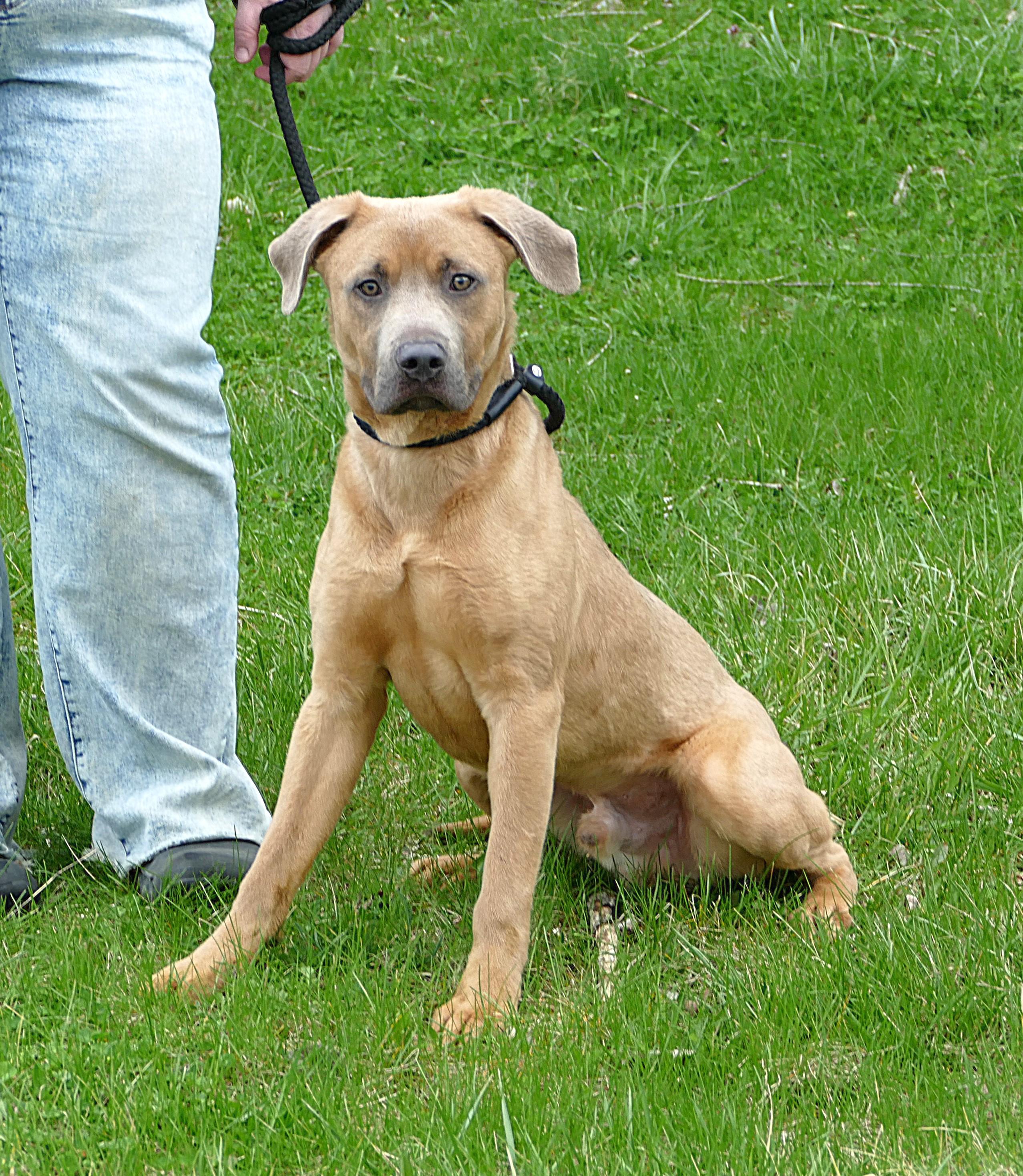 SPIKE, ADOPTABLE, Young Male Retriever.