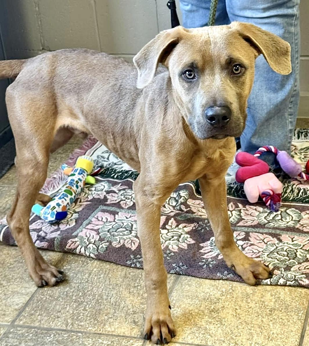 SPIKE, a ADOPTABLE mixed breed in Beechbottom, WV image 5/6