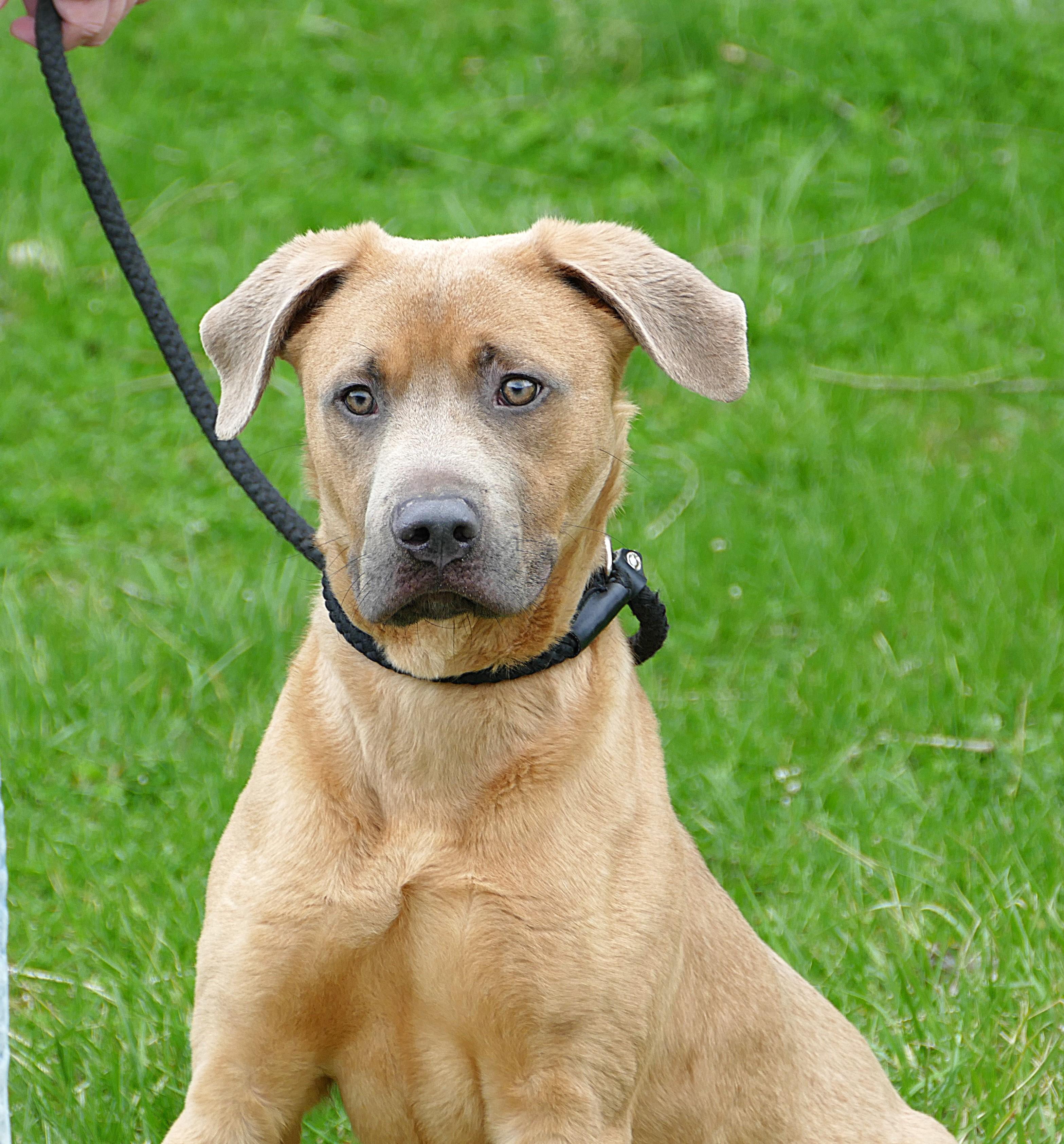 Enlarge SPIKE, a ADOPTABLE mixed breed in Beechbottom, WV image 2/6