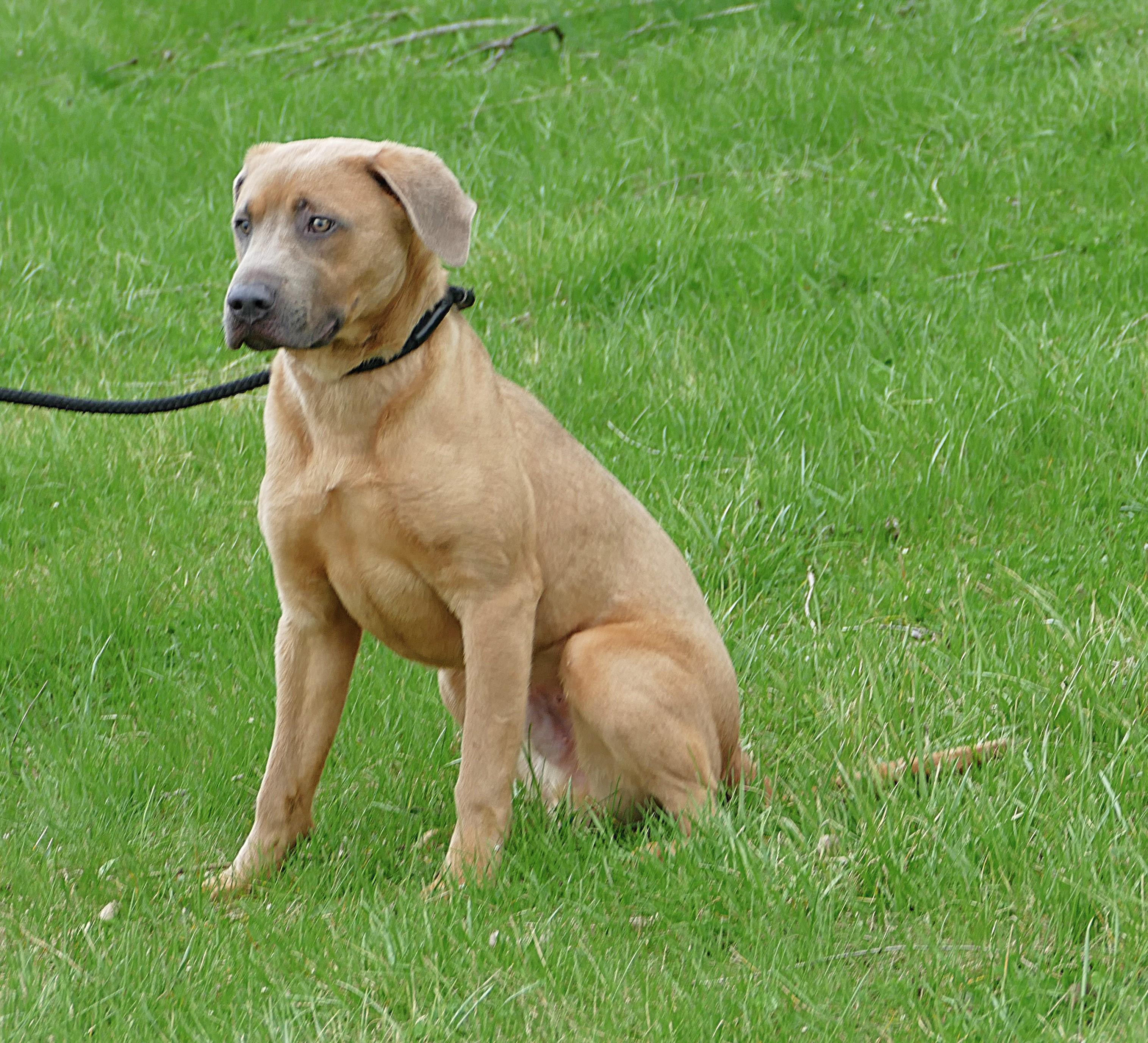 Enlarge SPIKE, a ADOPTABLE mixed breed in Beechbottom, WV image 6/6
