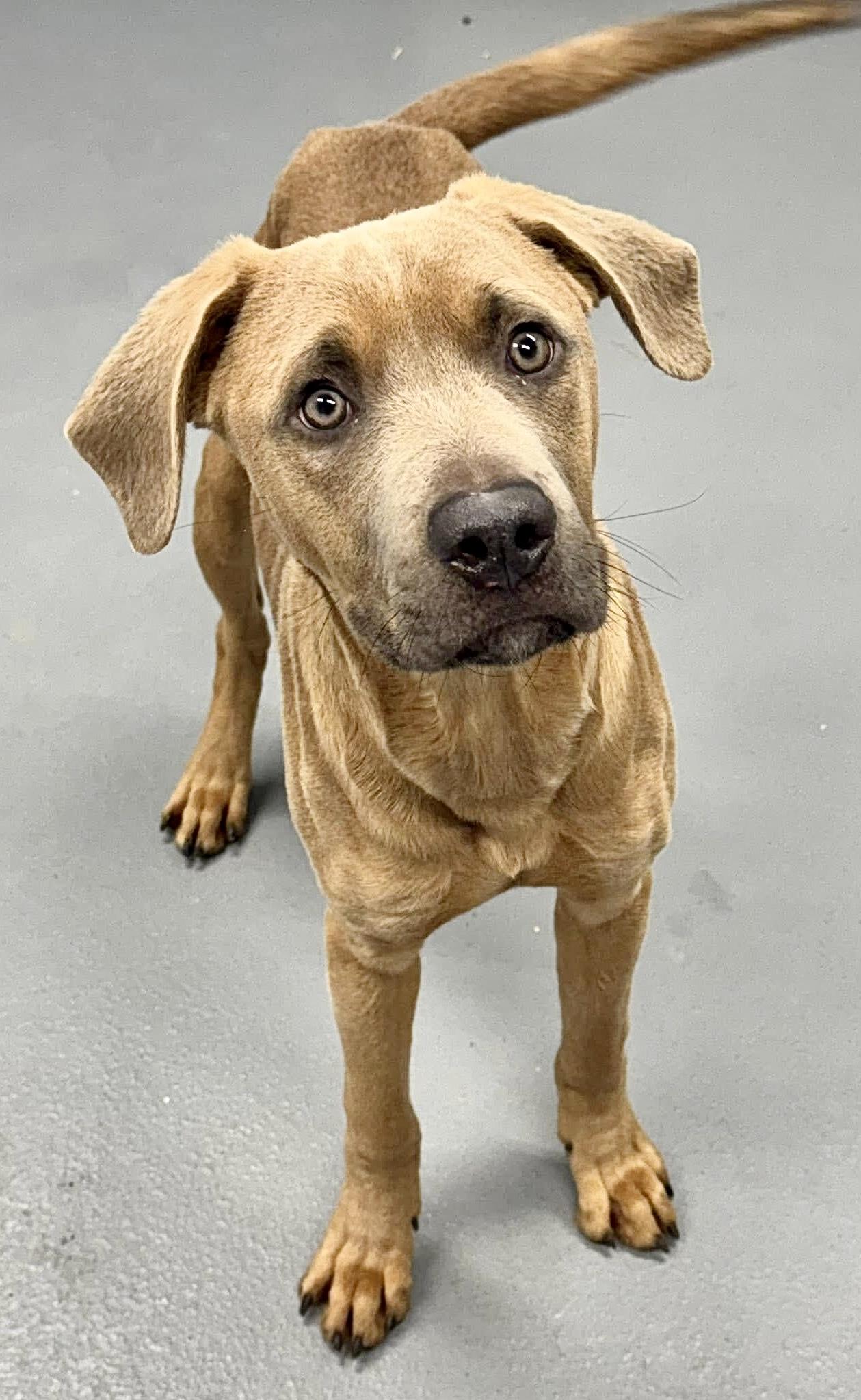 SPIKE, a ADOPTABLE mixed breed in Beechbottom, WV image 4/6