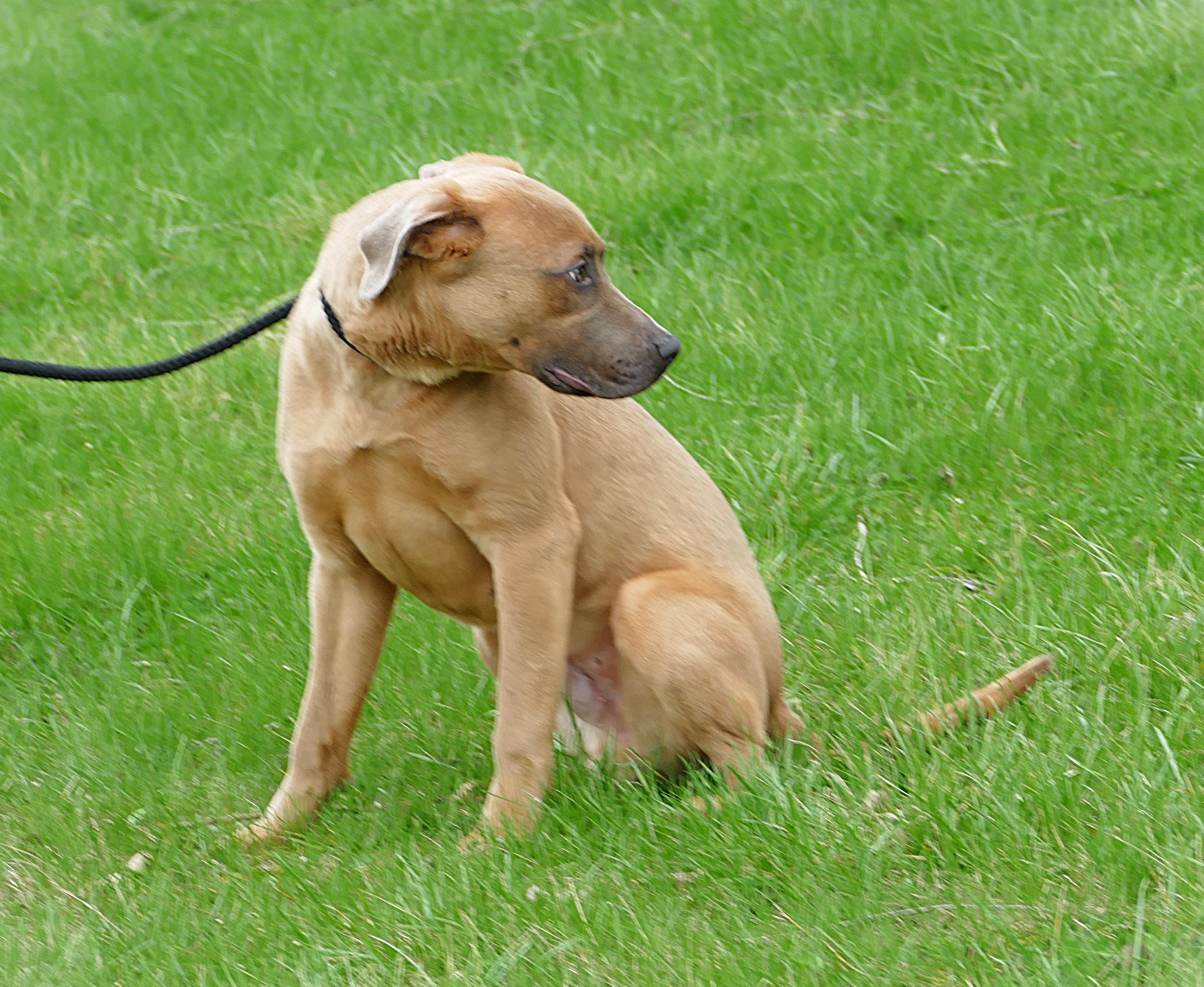 Enlarge SPIKE, a ADOPTABLE mixed breed in Beechbottom, WV image 5/6