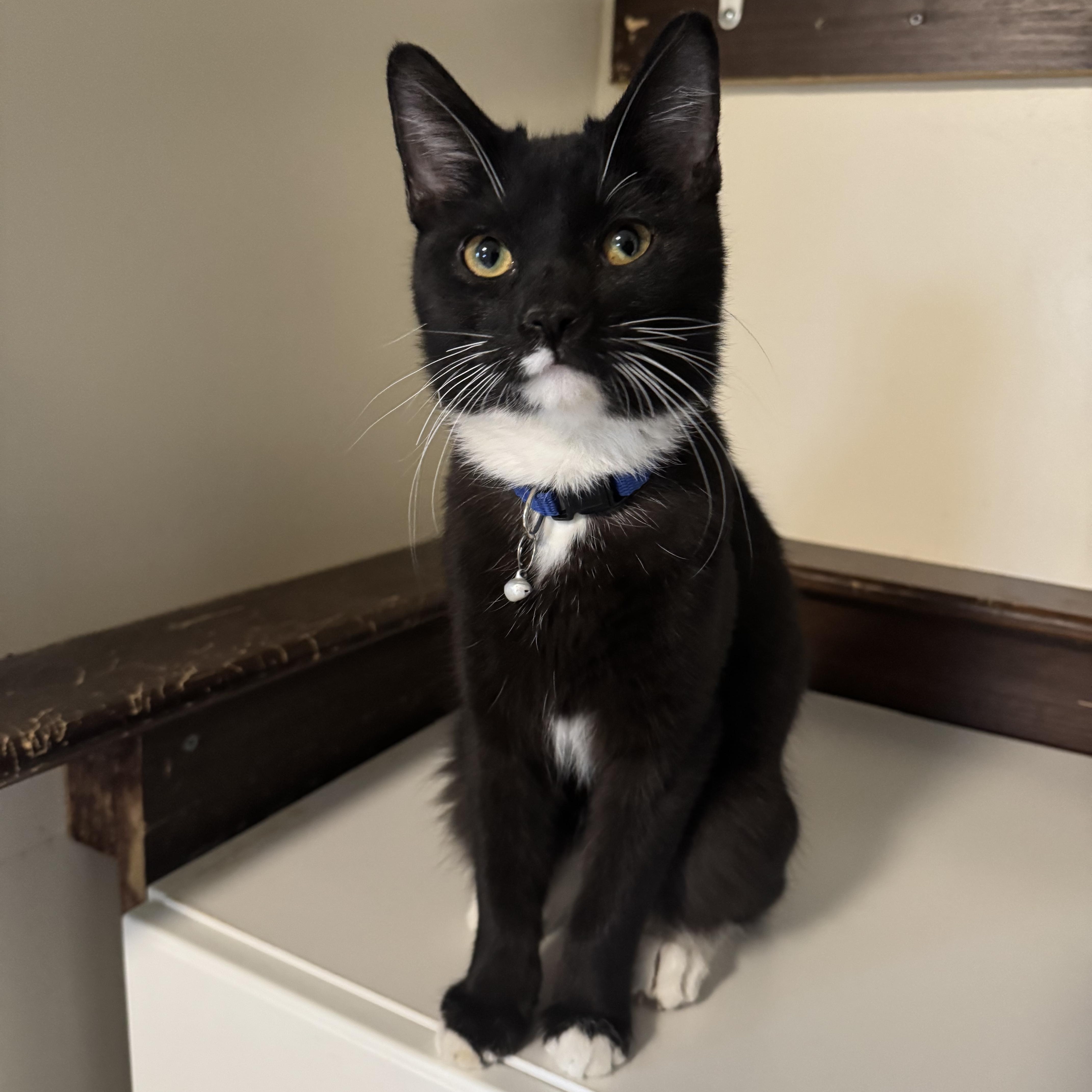 Dunn, ADOPTABLE, Young Male Domestic Short Hair.