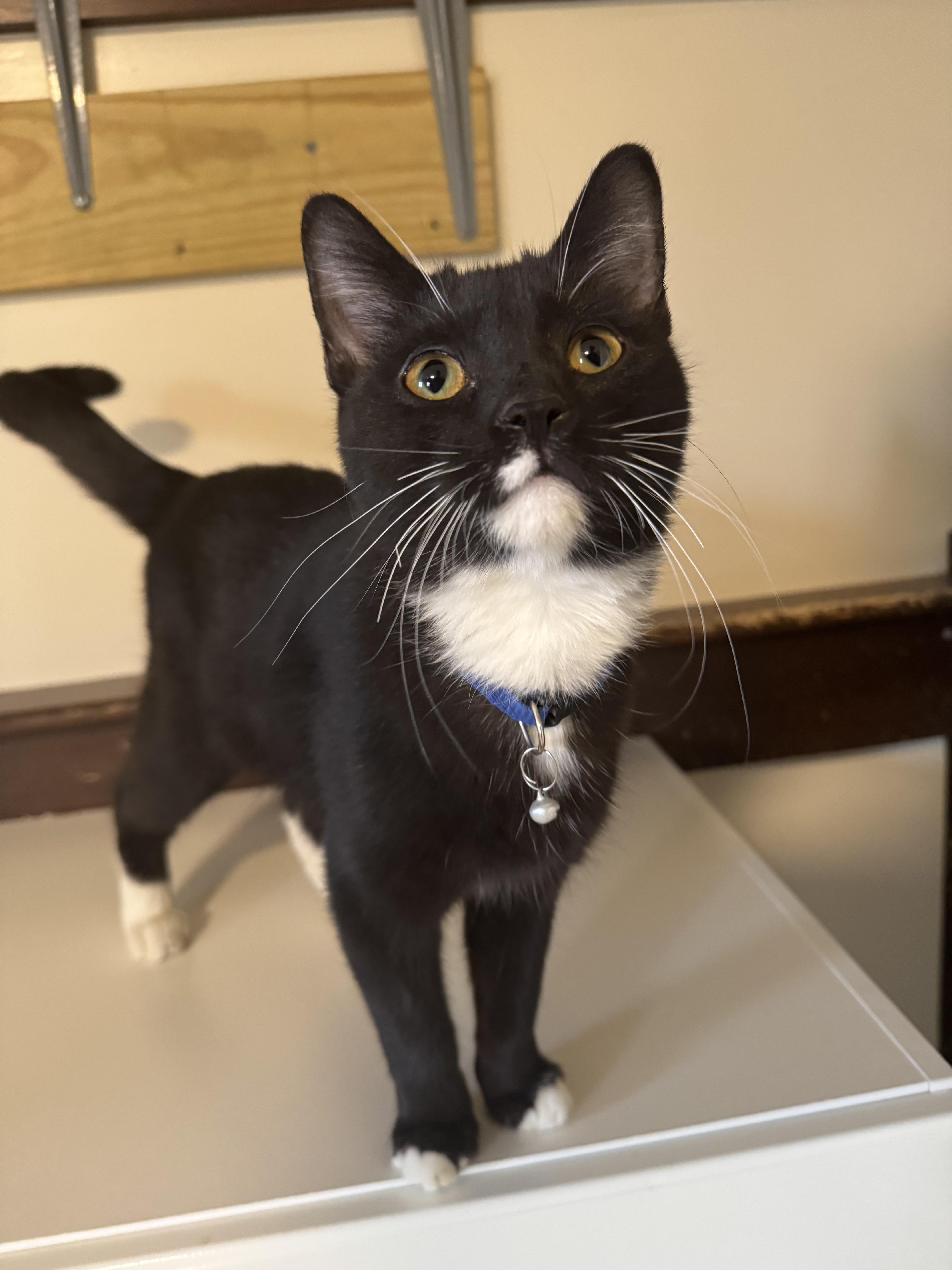 Enlarge Dunn, a ADOPTABLE Domestic Short Hair in Salem, OH image 2/2